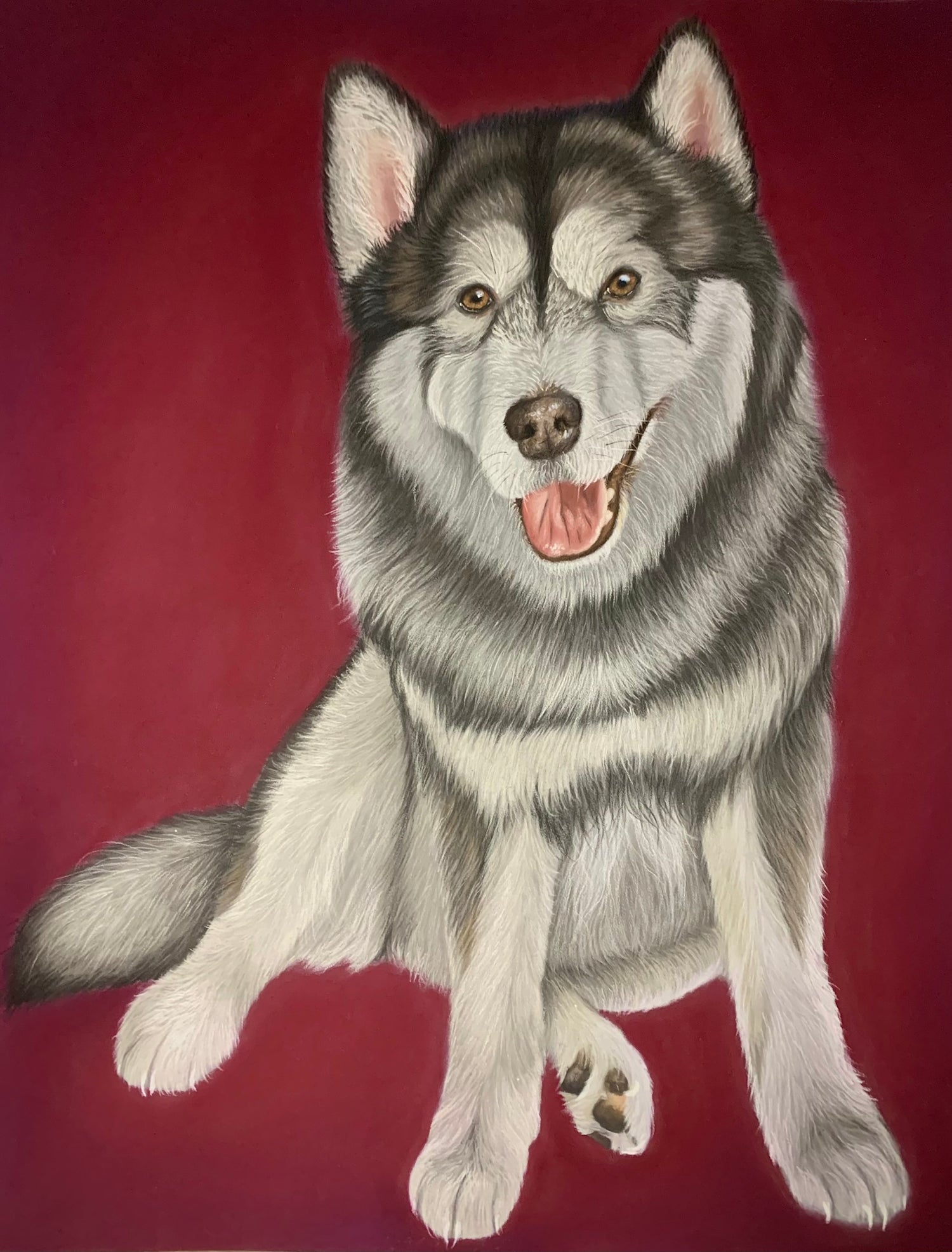 pastel drawing of Alaskan malamute on burgundy background