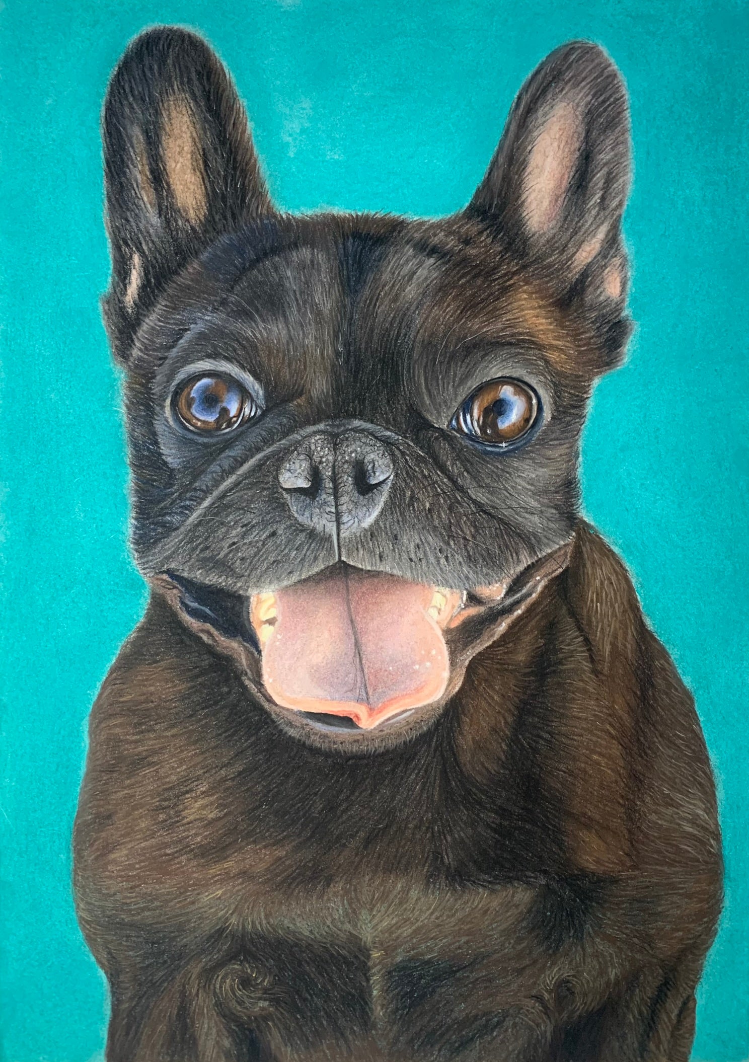 Drawing in pastels of happy black brindle french bulldog portrait