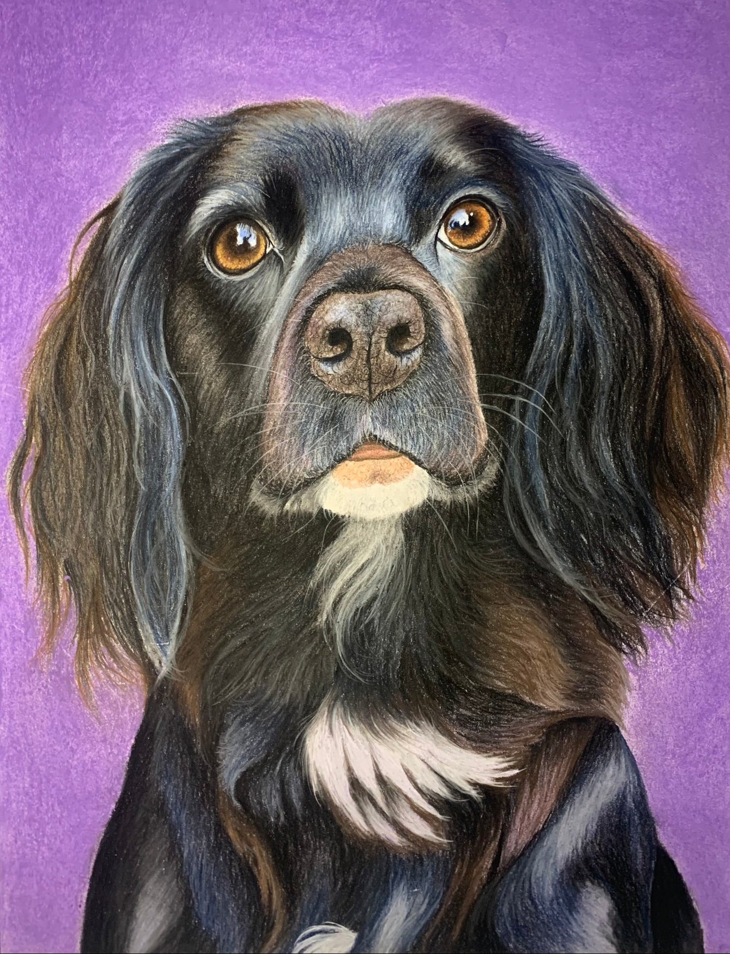 Hand drawn pastel portrait of a black Sprocker spaniel on a bright purple background