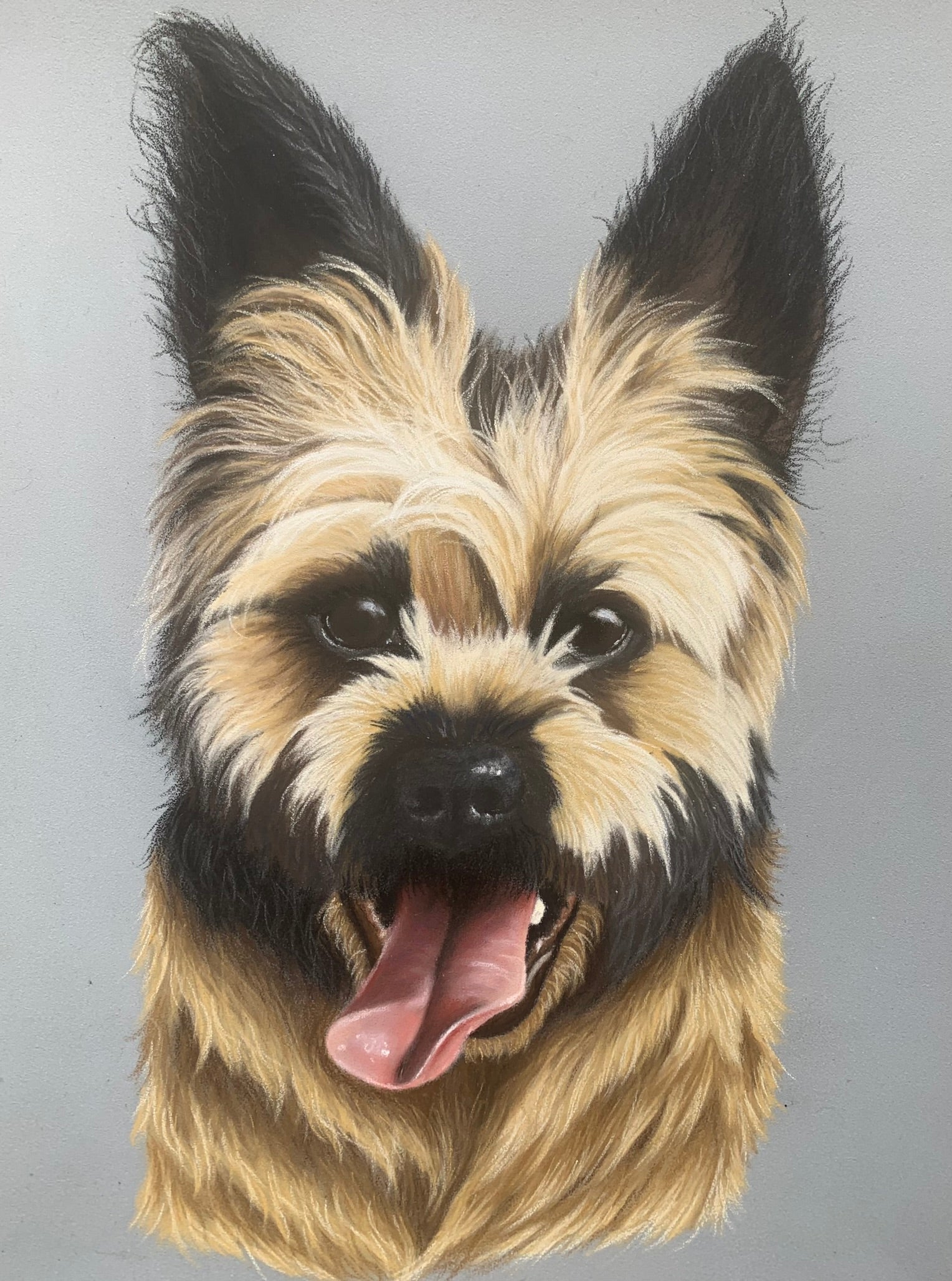 Black and tan french bulldog cross yorkshire terrier pastel pet portrait drawing