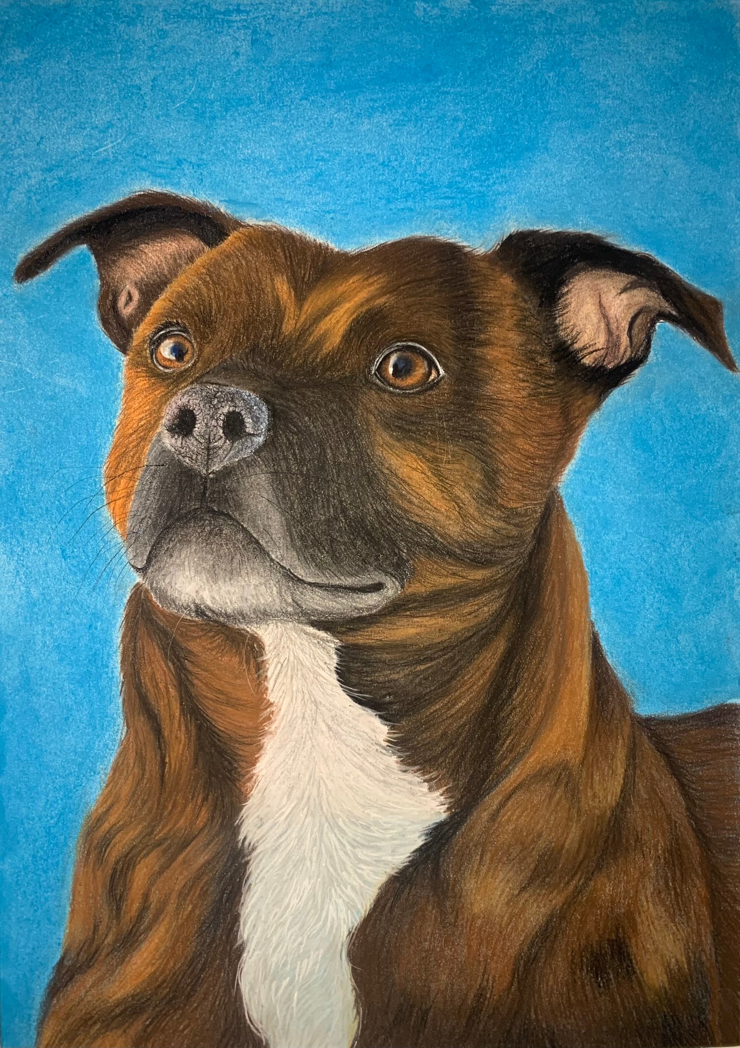 Pastel pet portrait of brown brindle Staffordshire Bull Terrier on bright blue background 
