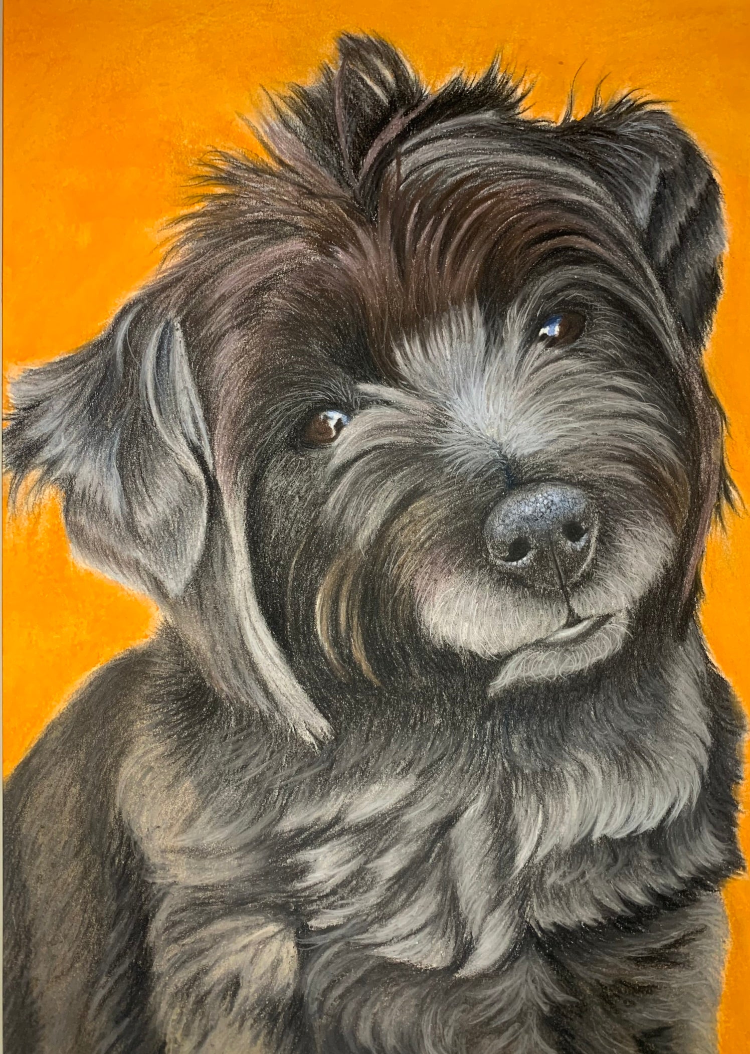 Pastel drawing of black Cairn cross Yorkshire Terrier on bright orange background