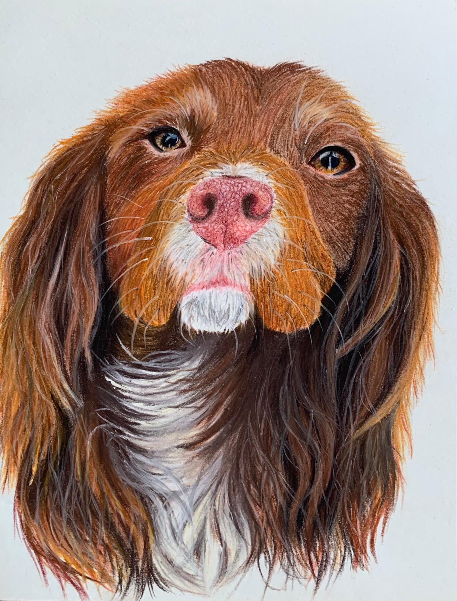 Hand drawn pastel pet portrait of chocolate and white sprocker spaniel