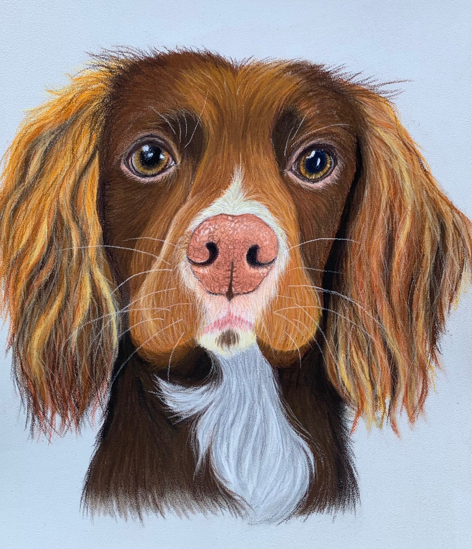 Hand drawn portrait of chocolate and white working cocker spaniel