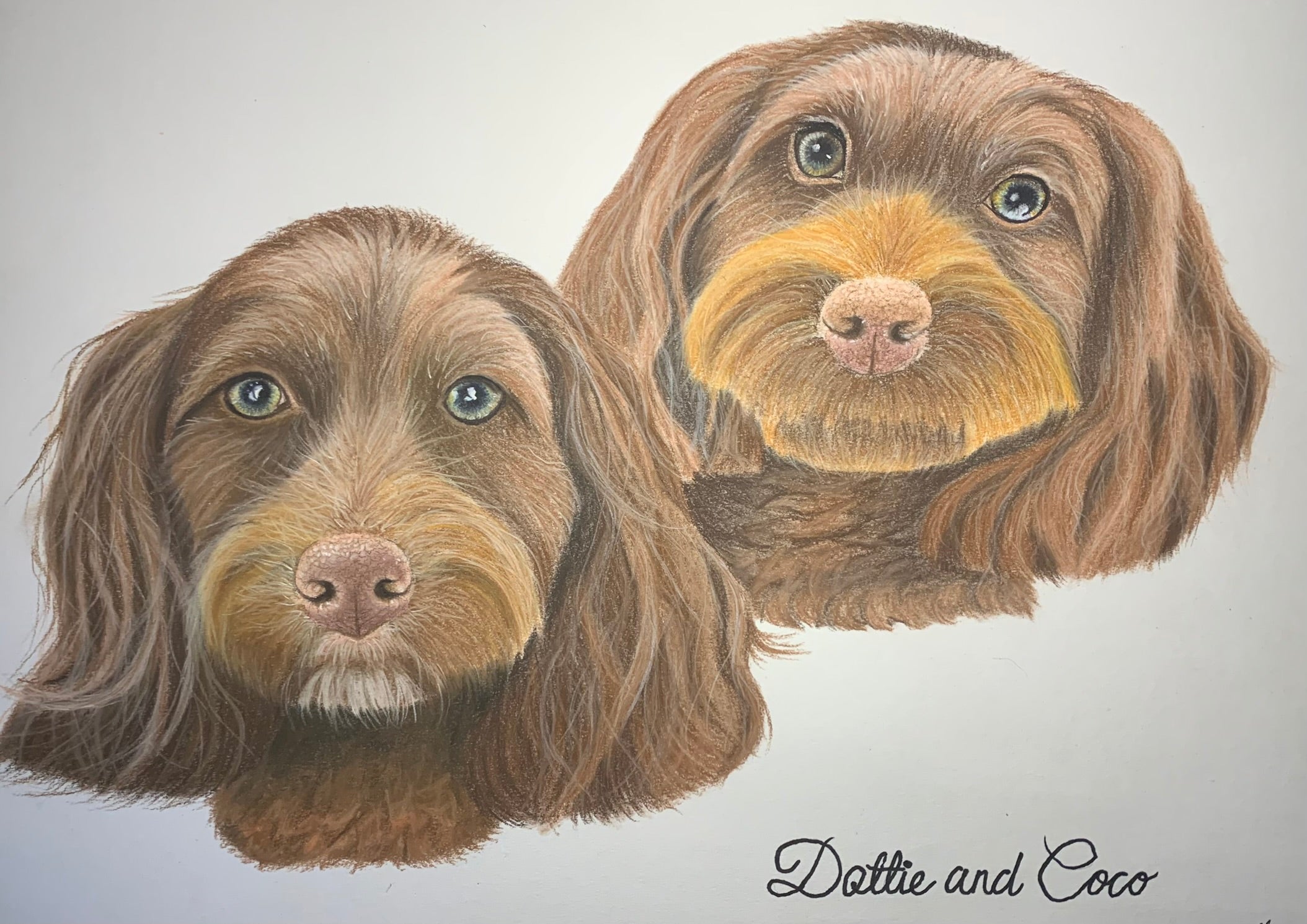 Pastel drawing of two chocolate cockapoo dogs 