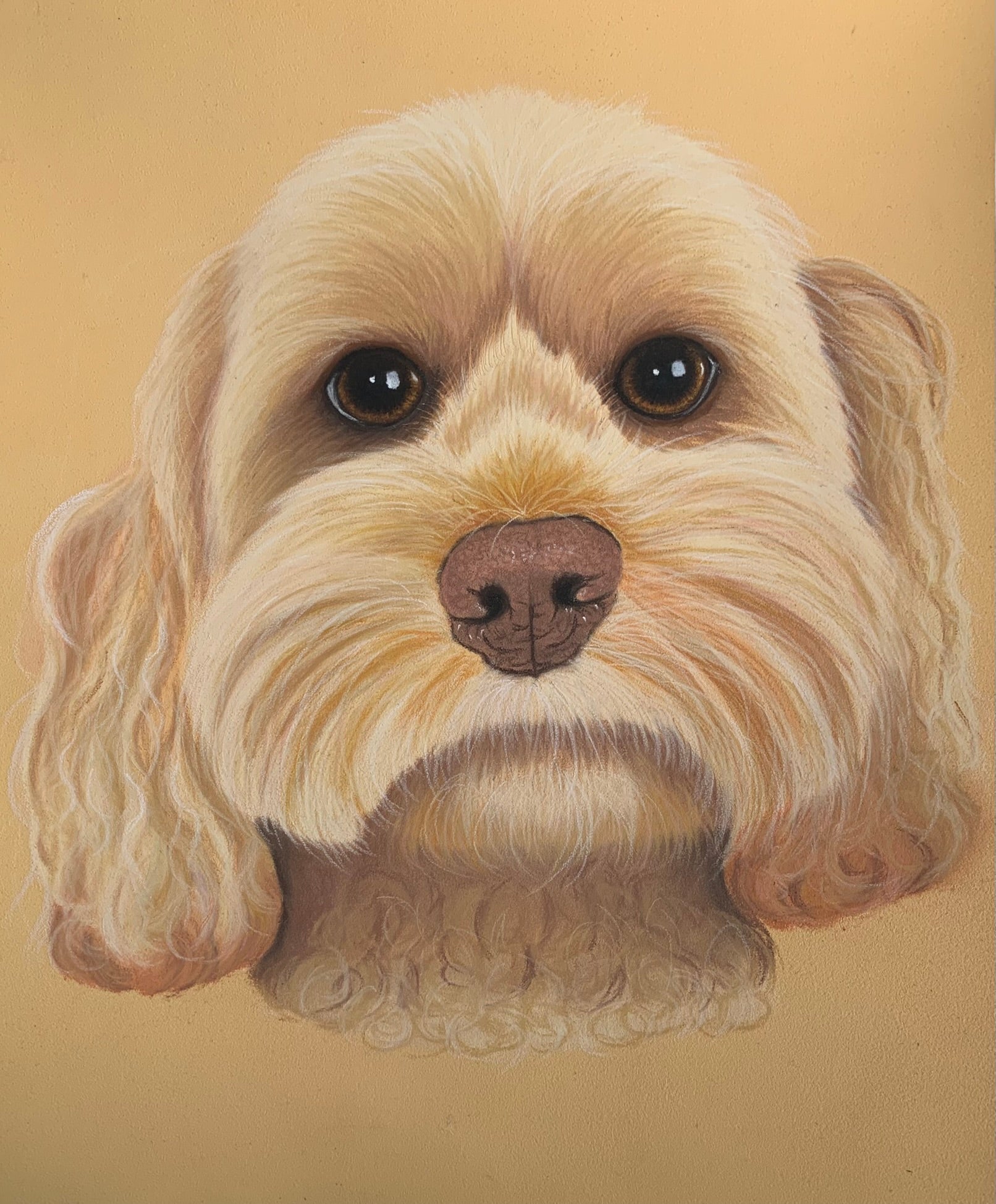 Pastel portrait drawing of a Cockapoo
