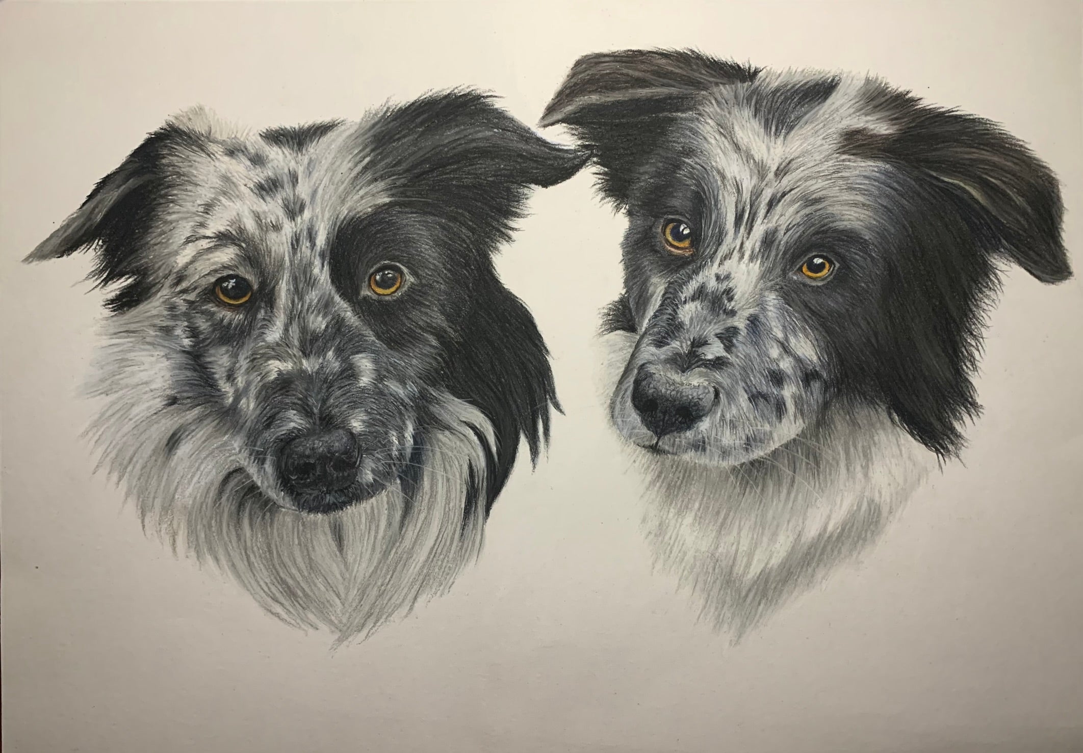Hand drawn pastel portrait of two black and white border collies