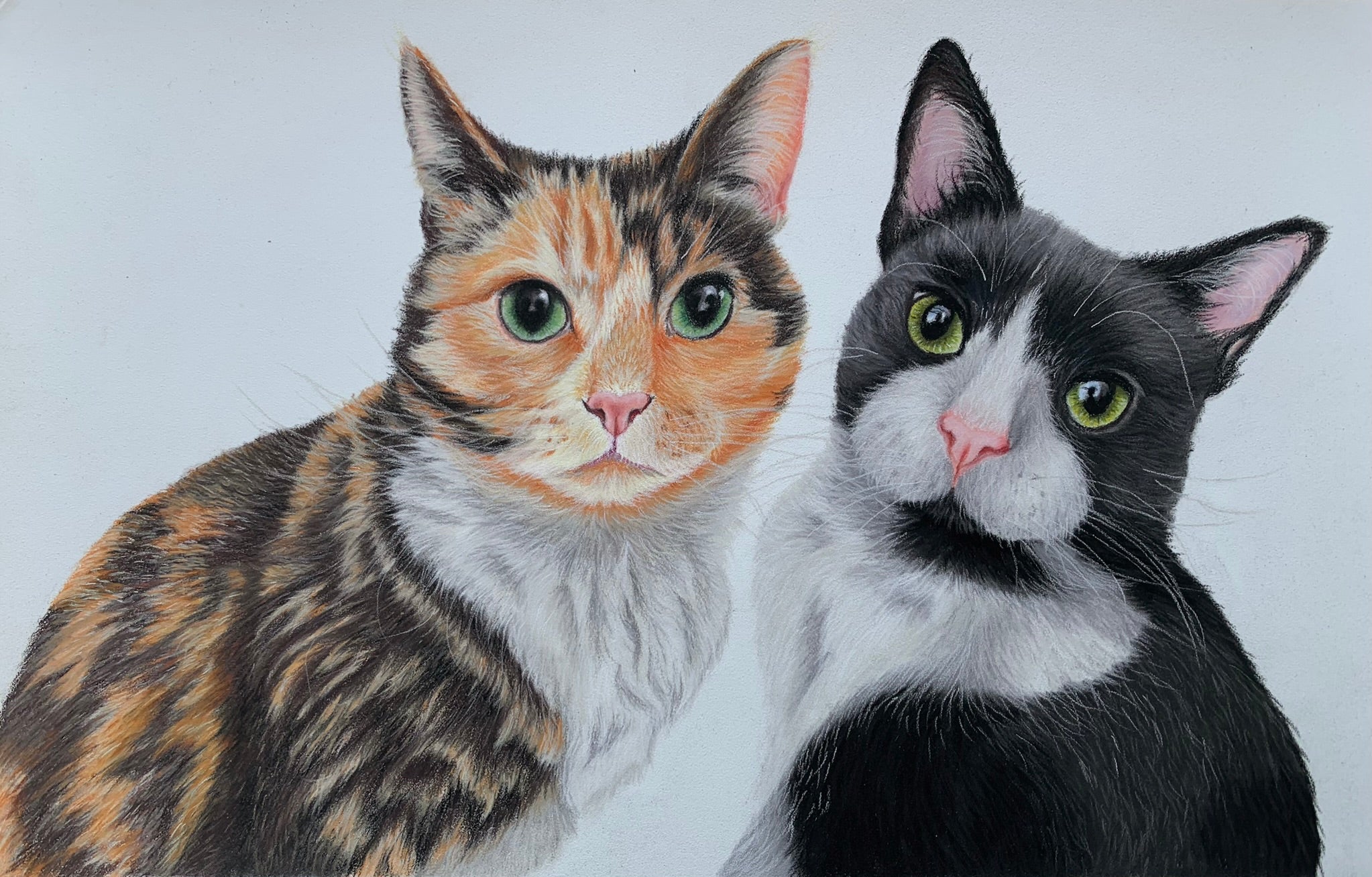 Pastel drawing of a tortoiseshell cat and black and white cat