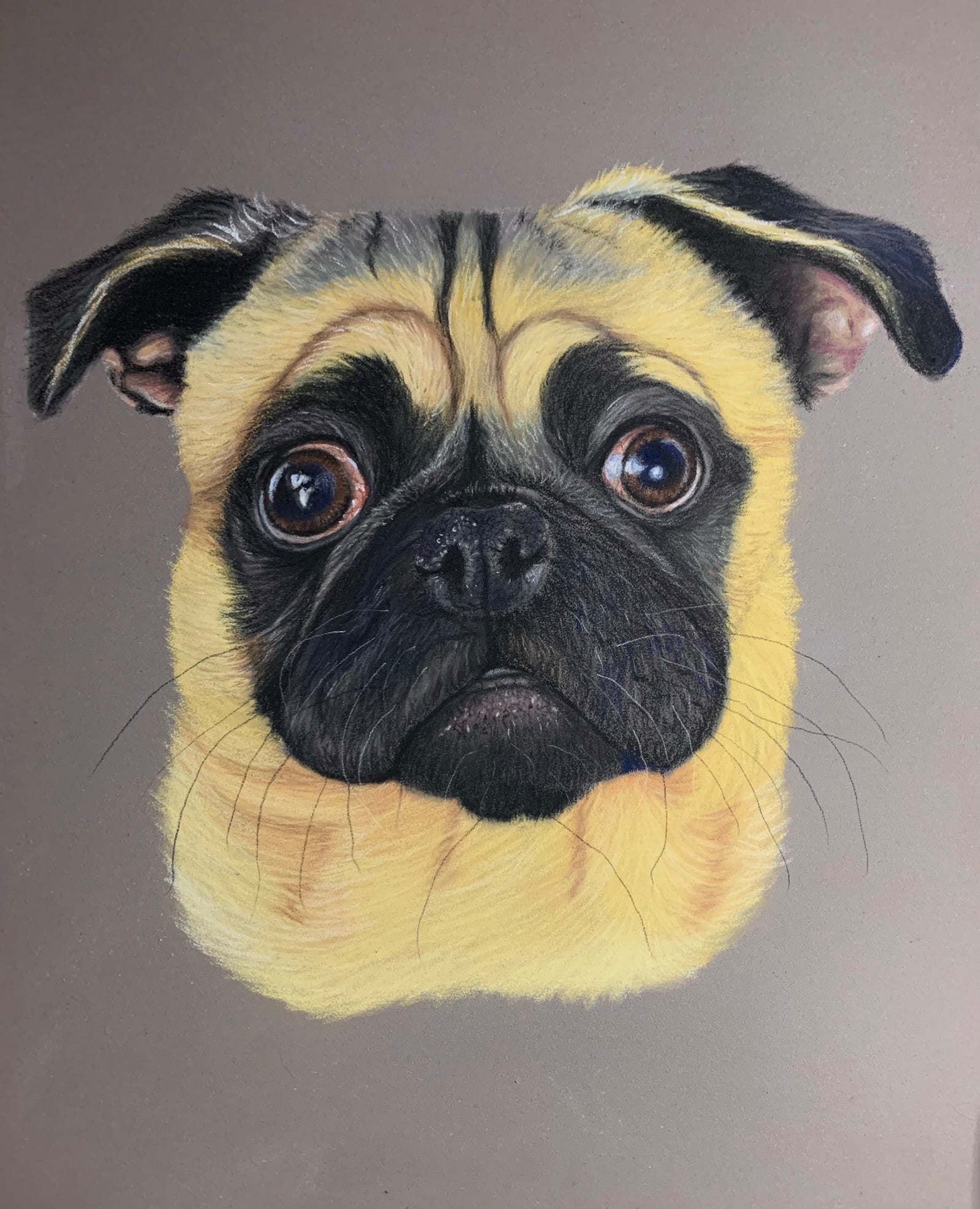 Fawn and black pug pastel drawing