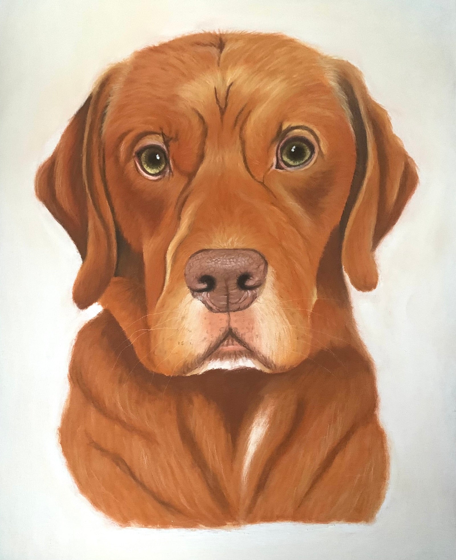 Hand drawn pastel pet portrait of a fox red Labrador