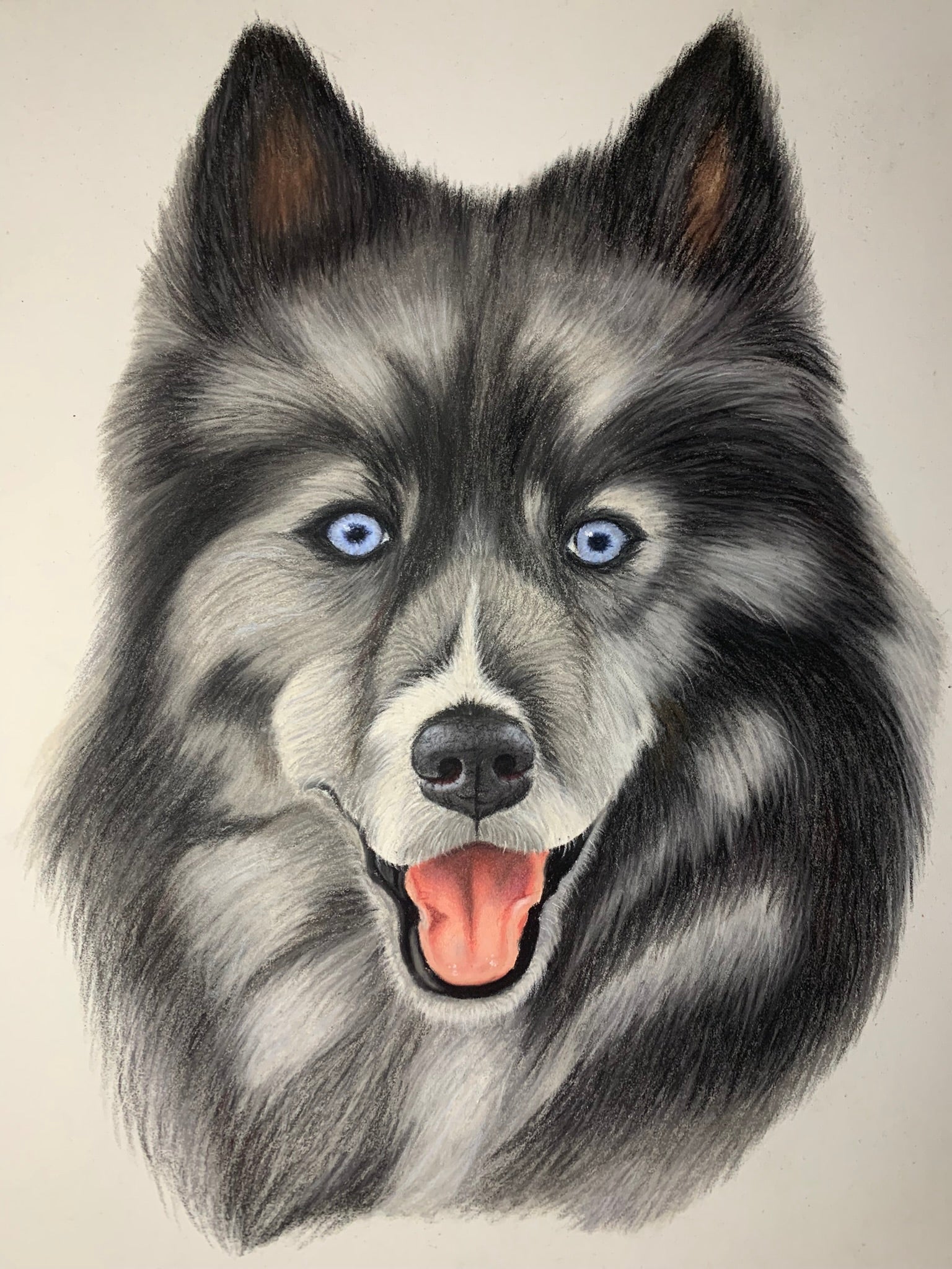 Pastel drawing of back and white happy Siberian Husky with blue eyes 