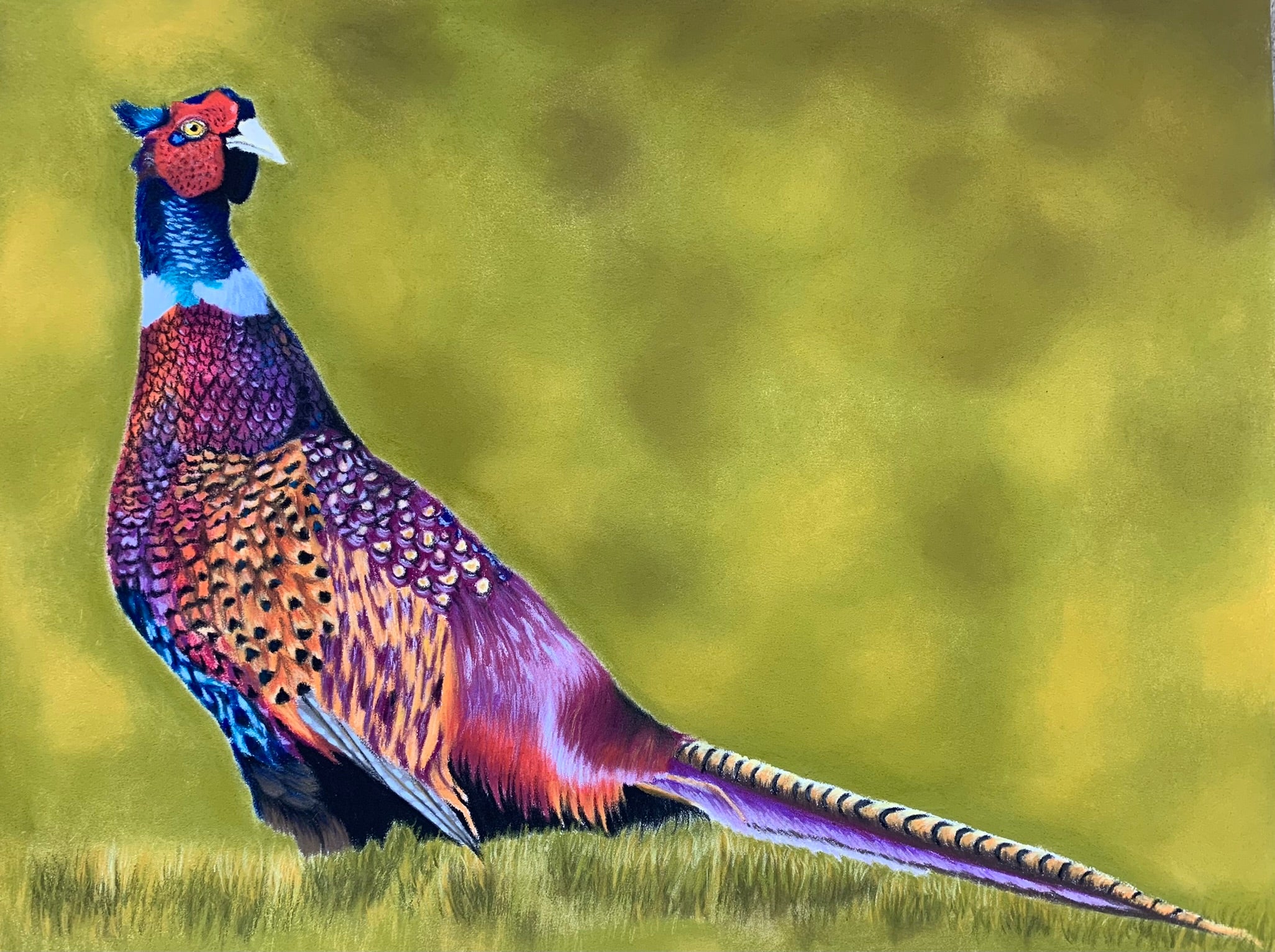Colourful pheasant pastel drawing standing on grass with a blurred green background