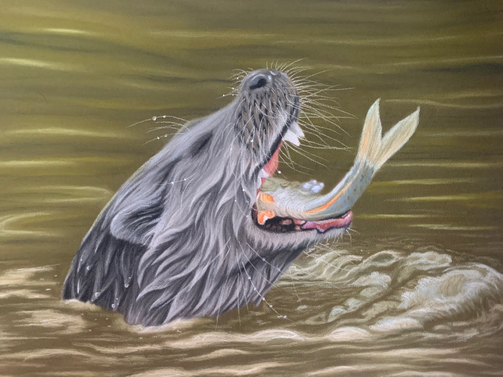 Pastel drawing of an otter catching and eating a fish in water