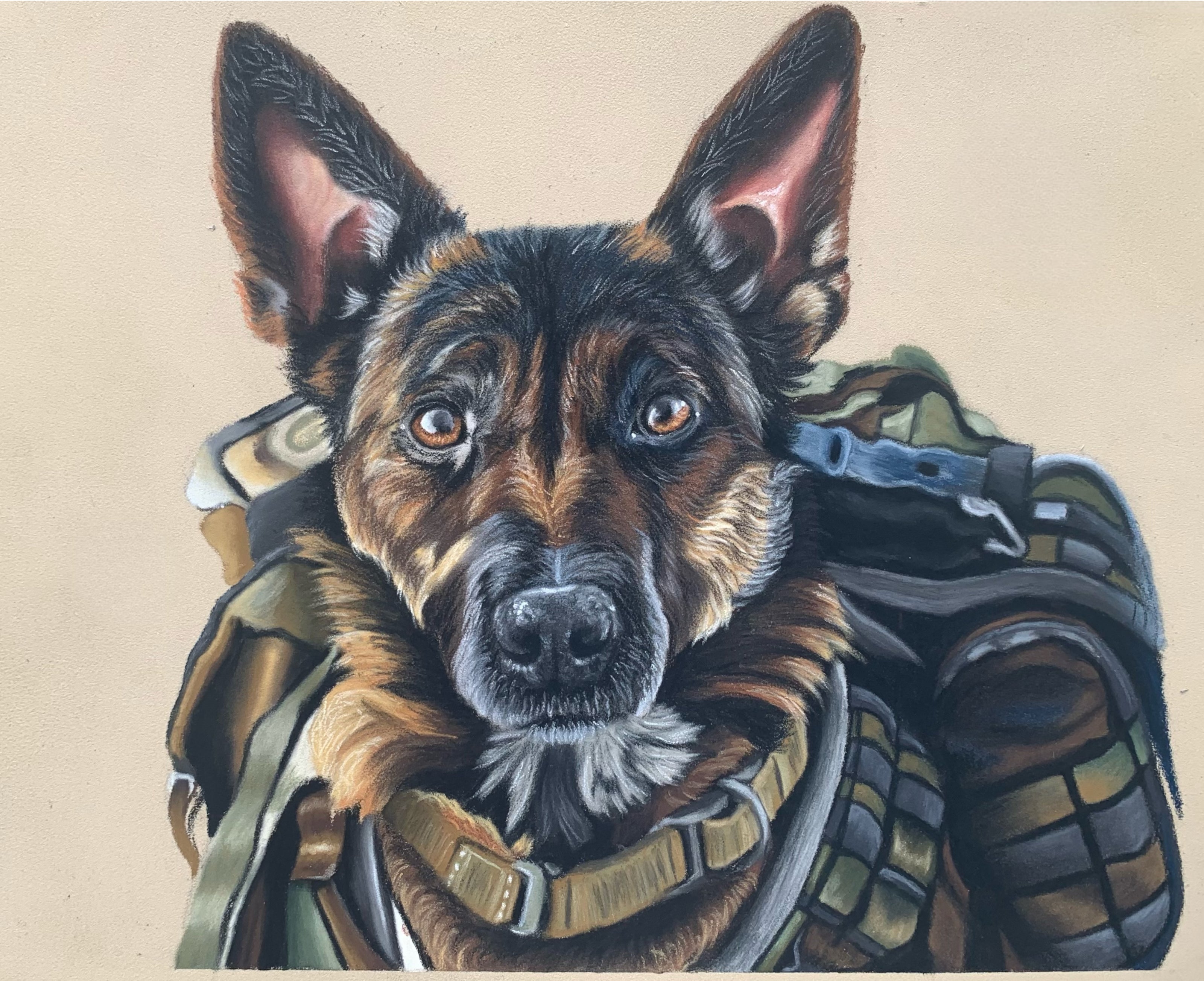Pastel drawing of a Belgian Malinois wearing military gear on a beige background