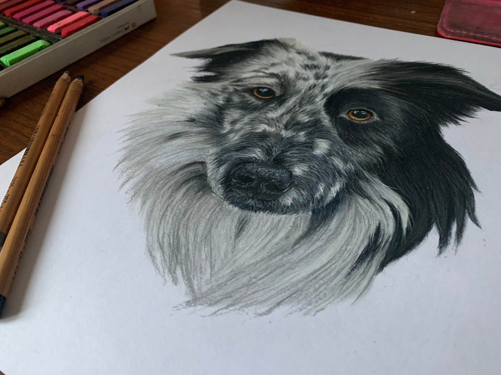Border Collie pet portrait pastel drawing