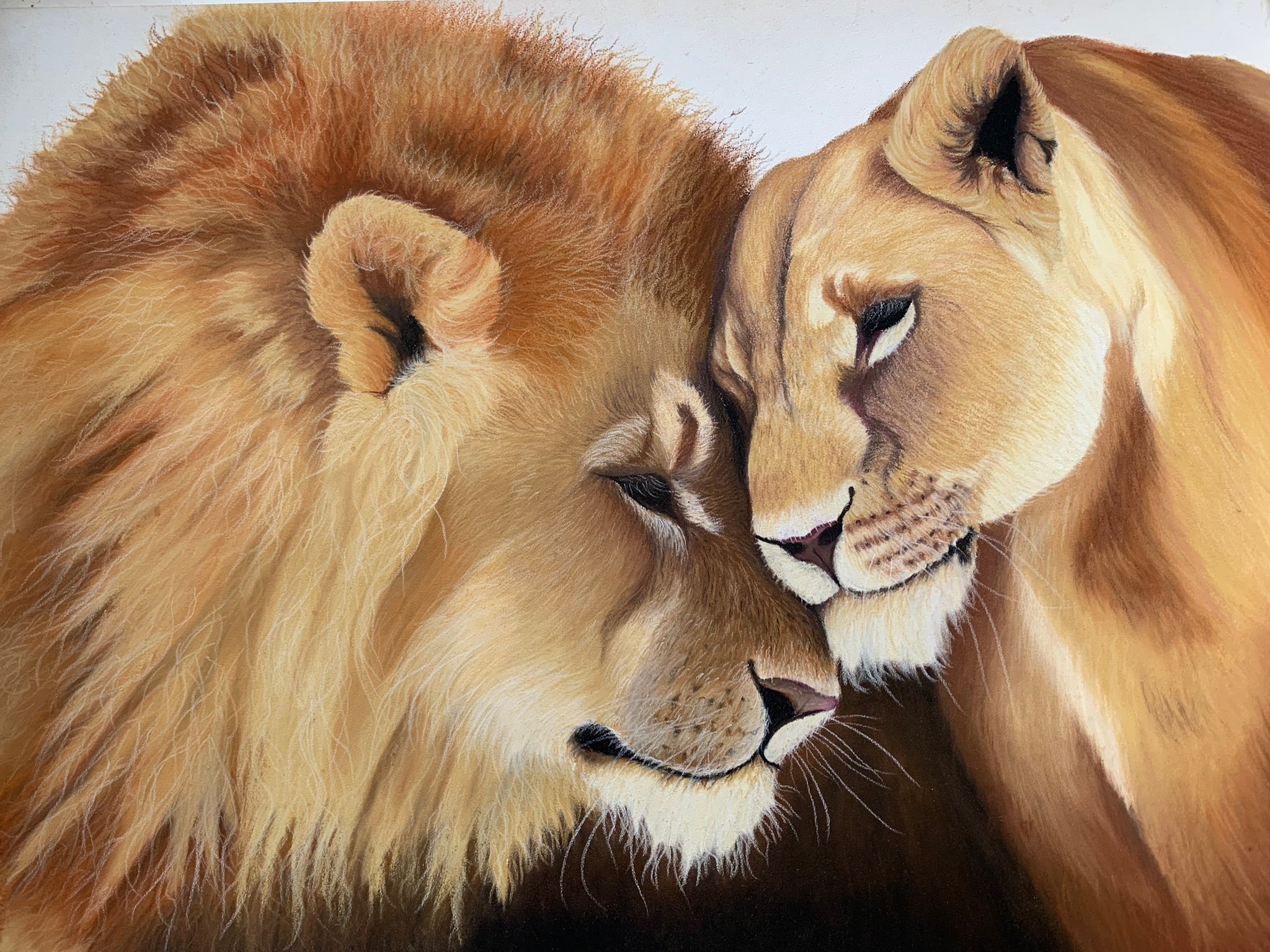 Romantic realistic lion pastel drawing, lion and lioness embracing, nuzzling