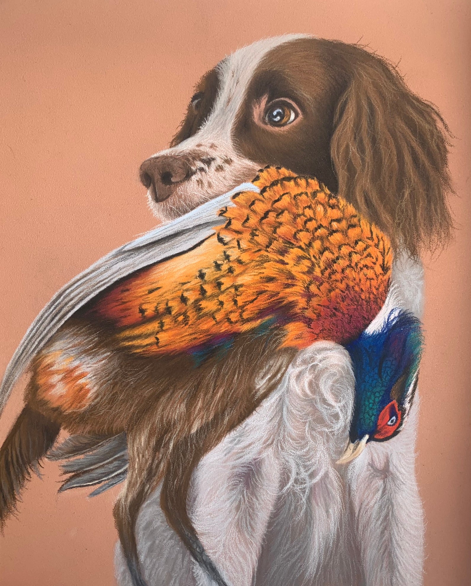 Pastel drawing of Springer Spaniel holding a pheasant, field sports themed art