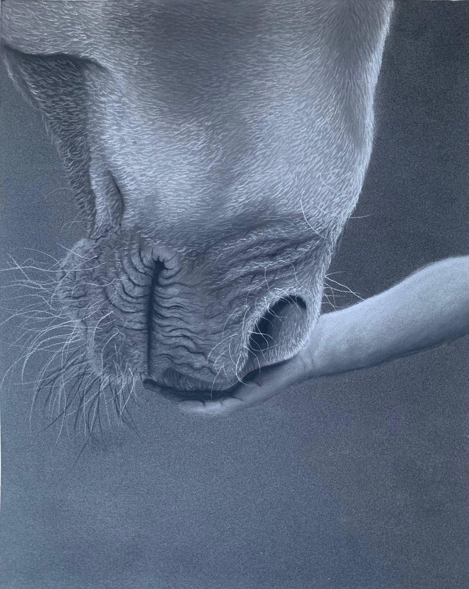Childs hand holding horse nose pastel drawing, first moments of a strong bond between beginning to be built between horse and young rider
