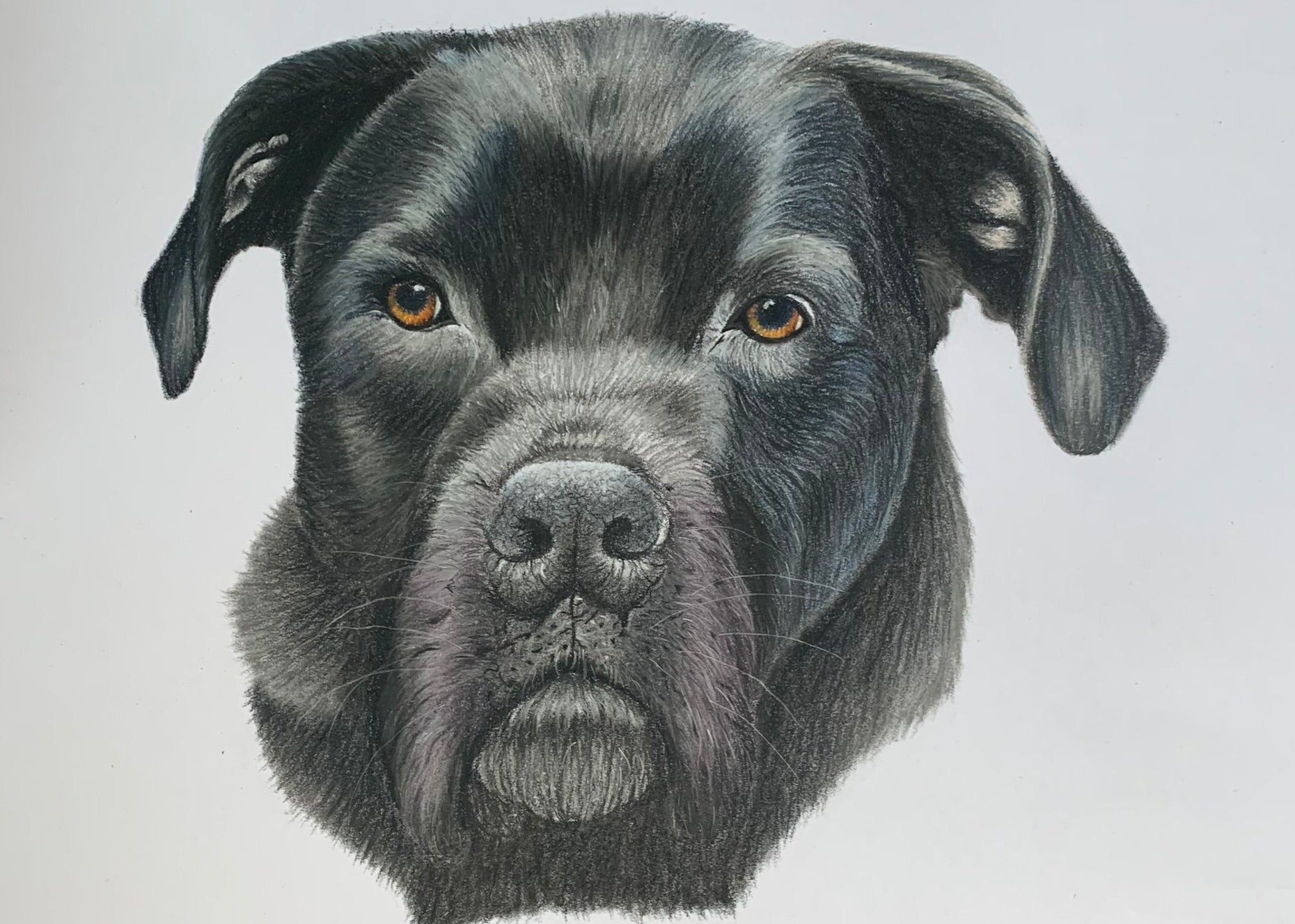 hand drawn pastel pet portrait of Black Italian Mastiff