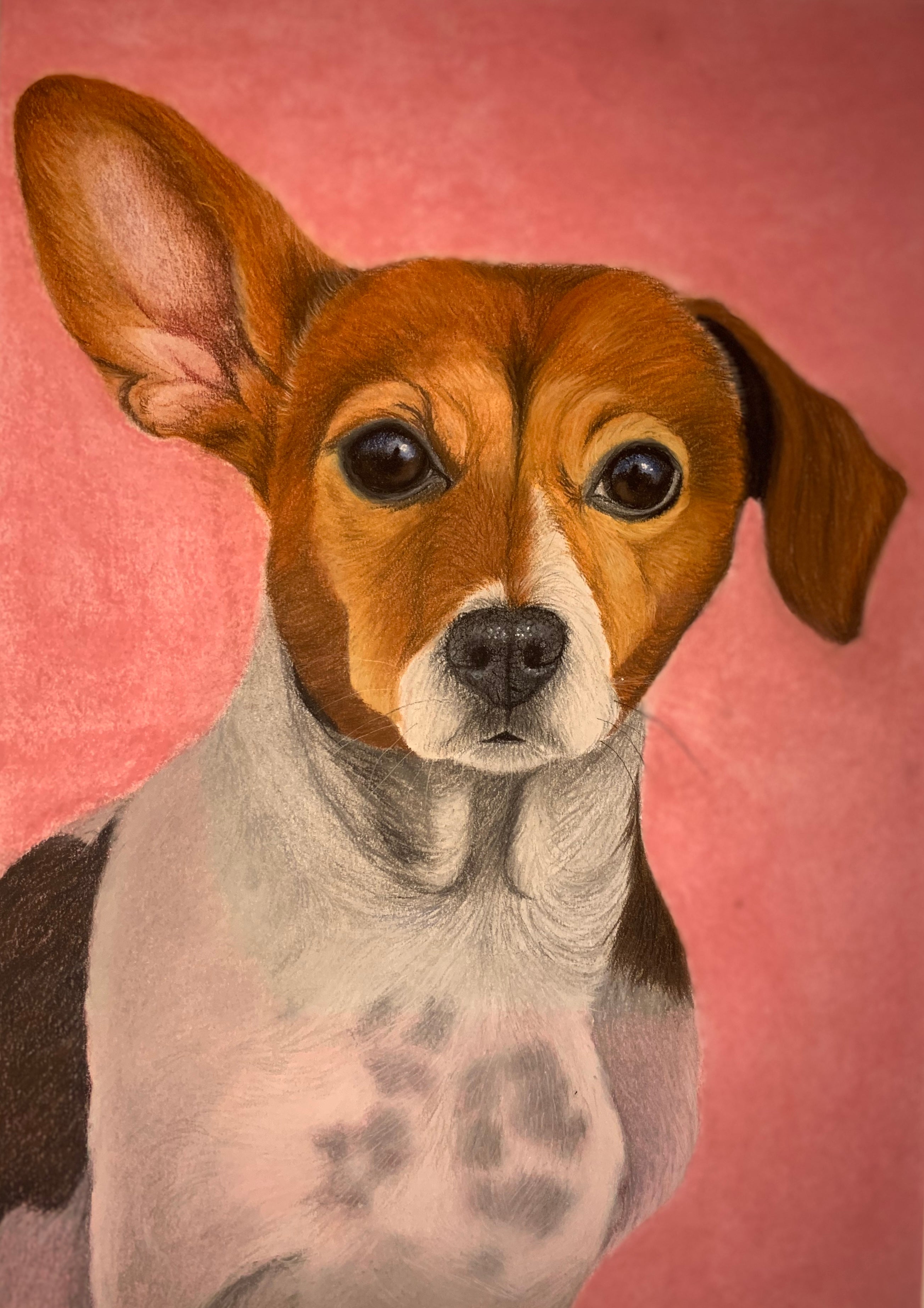 Pastel drawing of brown and white Jack Russell Terrier on pink background