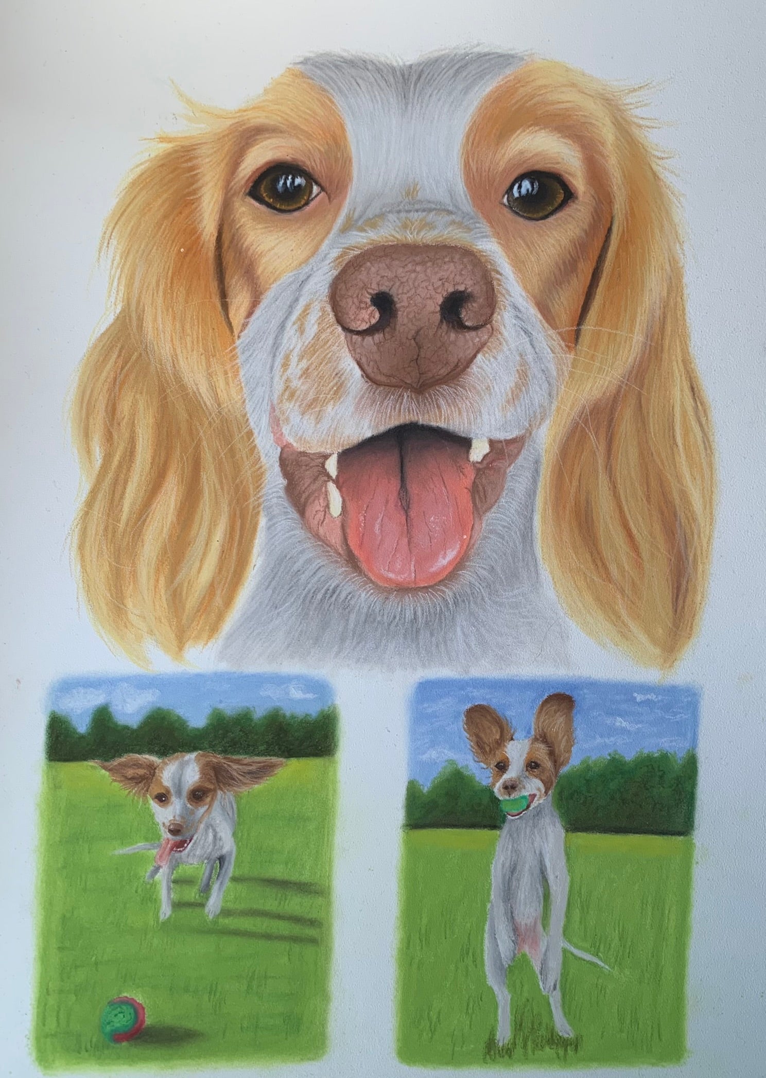 Pastel portrait of Lemon Cocker Spaniel above two mini drawings of cocker spaniel playing with a ball in the countryside