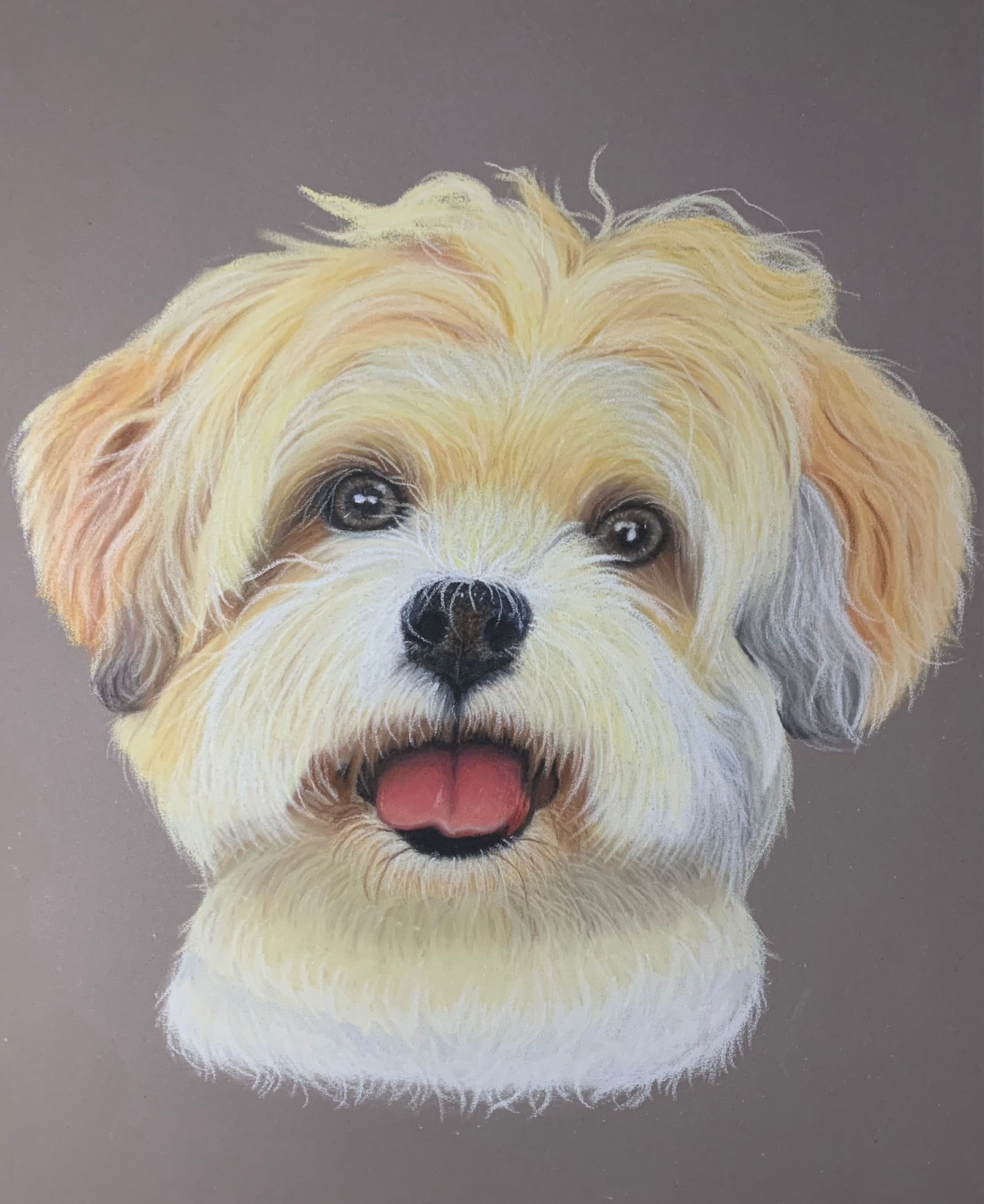 Hand drawn pastel pet portrait of cream maltipoo