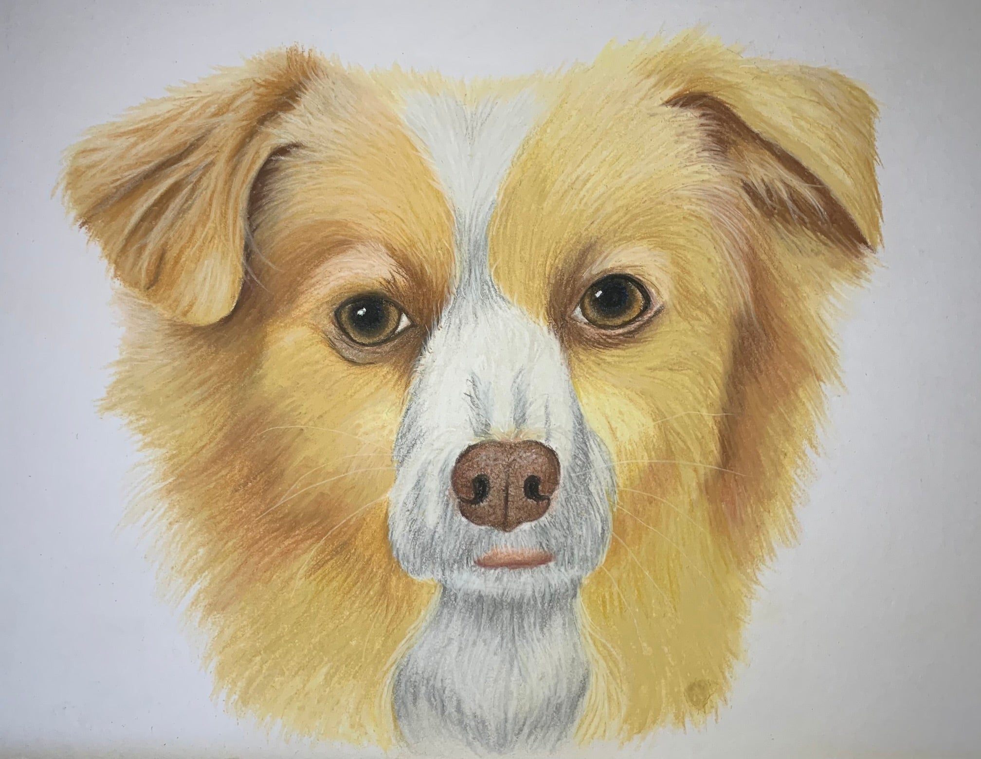 Hand drawn pastel pet portrait