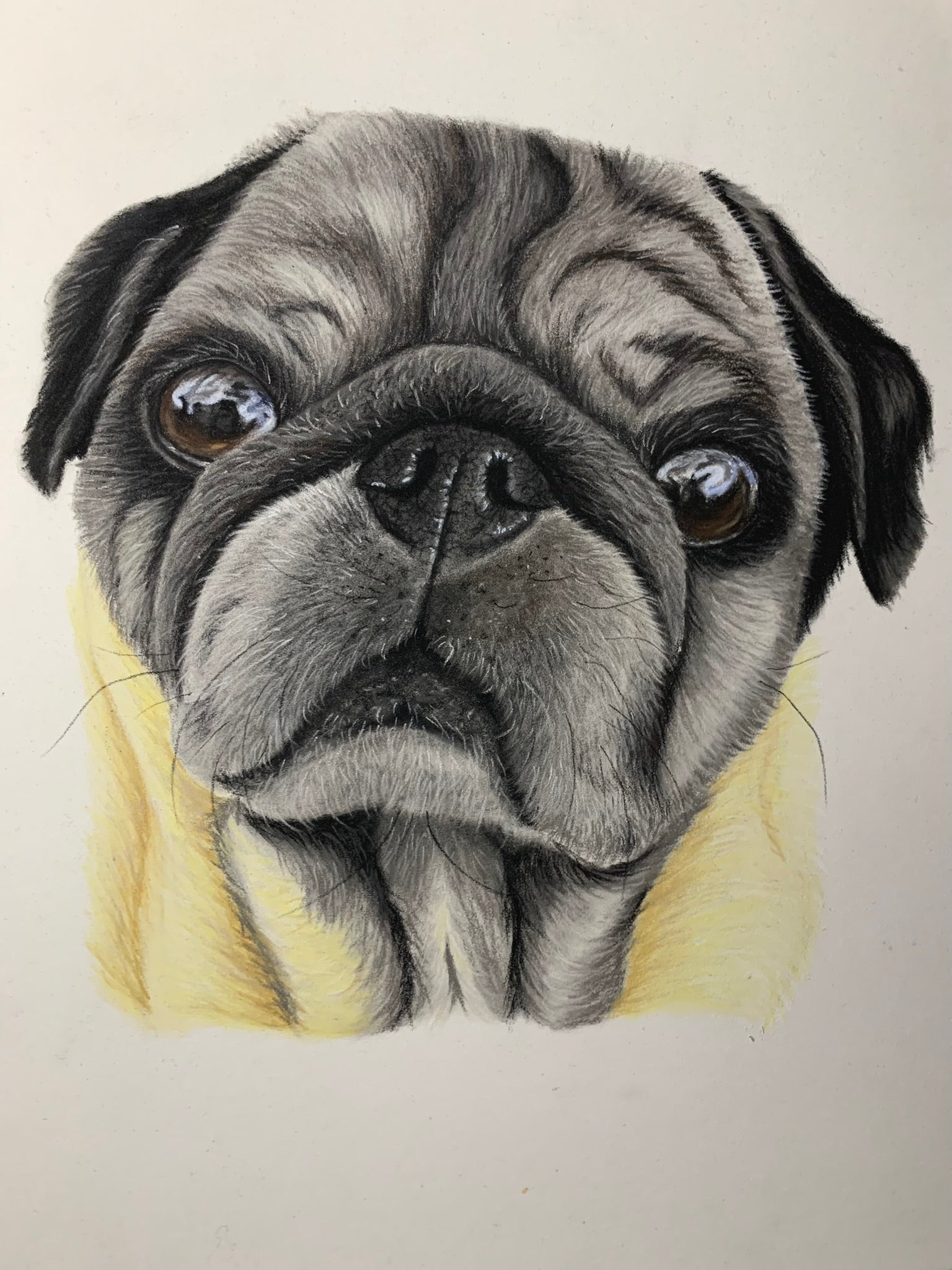 Hand drawn Pastel pet portrait of a Pug