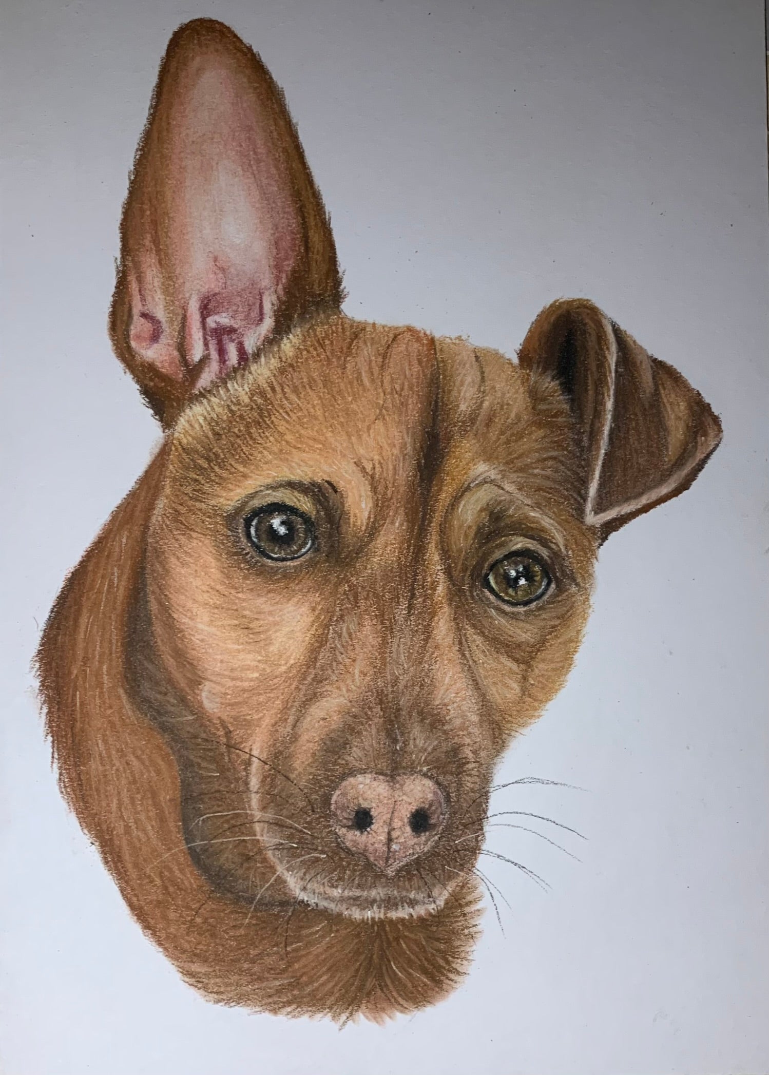 Hand drawn portrait of Jack Russell terrier 
