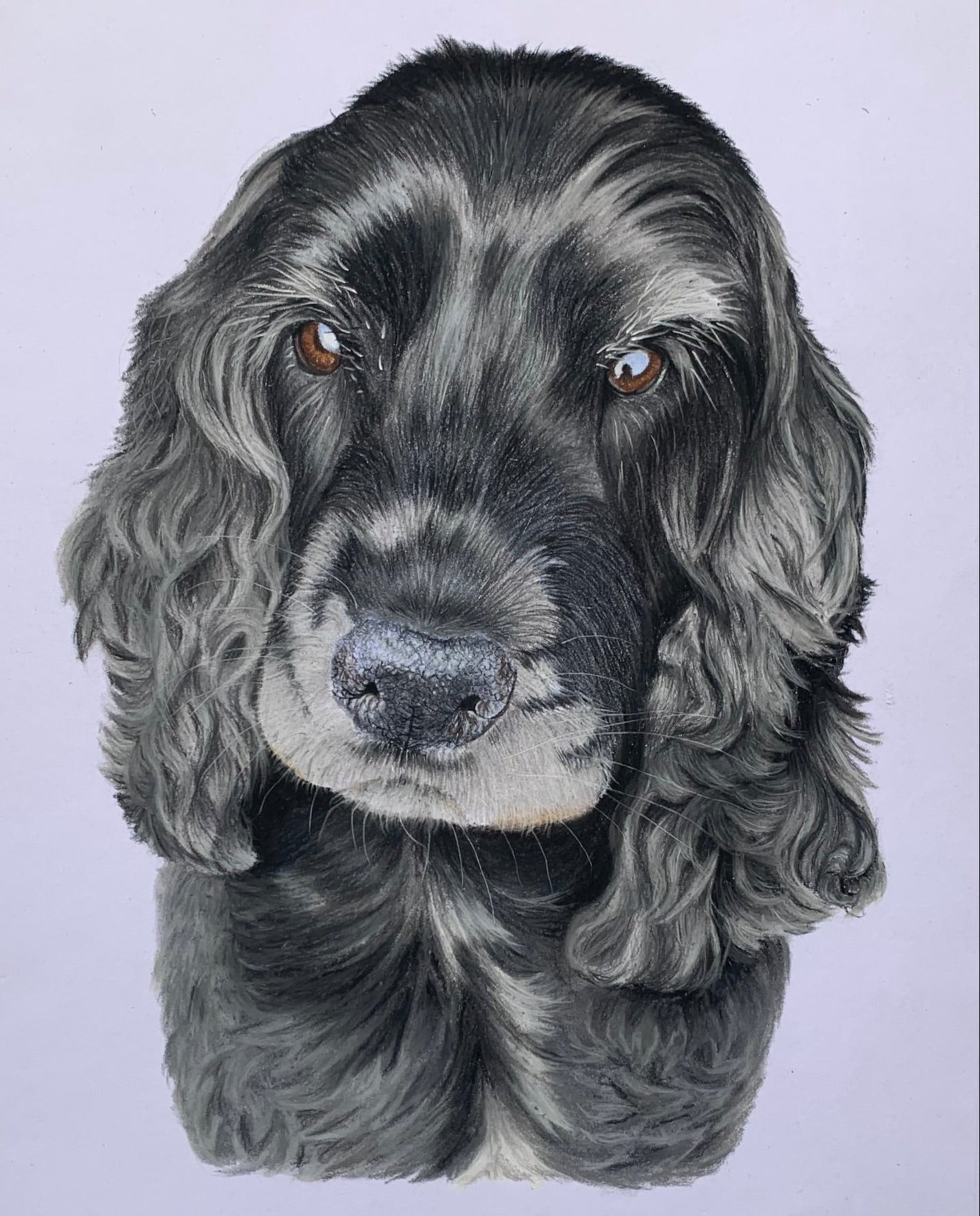 Hand drawn portrait of black Show Cocker Spaniel in pastels