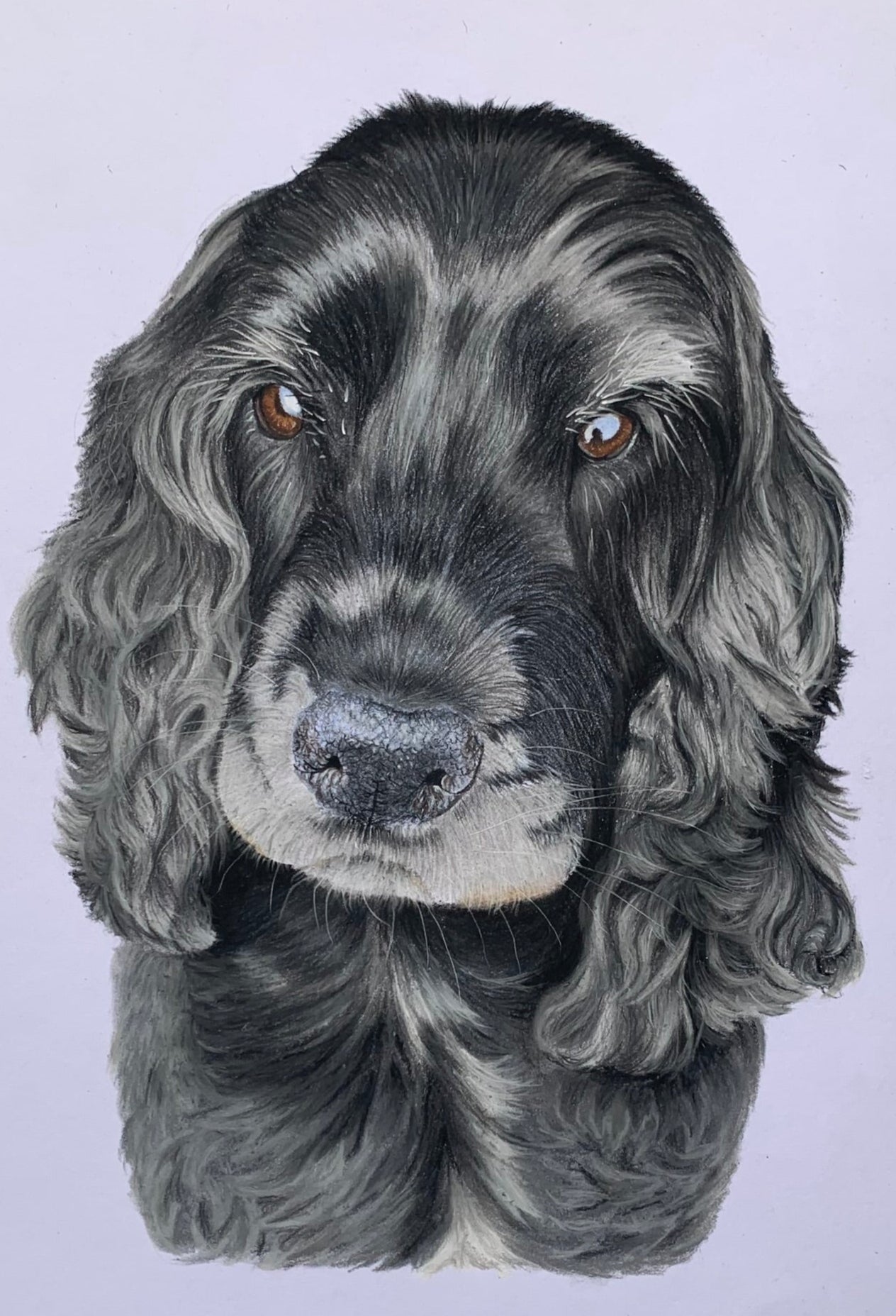 Show line black cocker spaniel pet portrait pastel drawing
