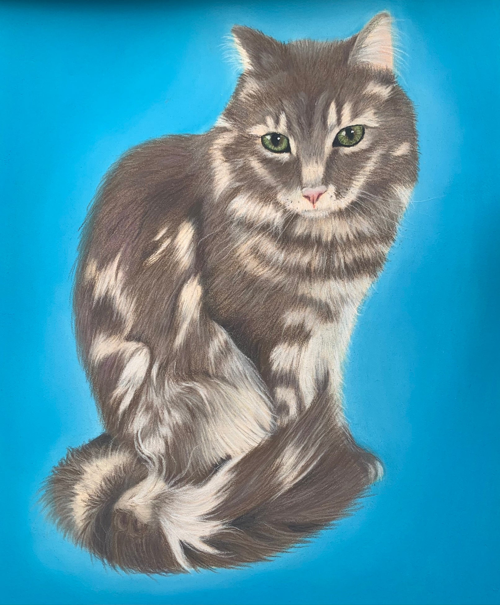 Hand drawn pastel portrait of silver tabby cat with bright blue background