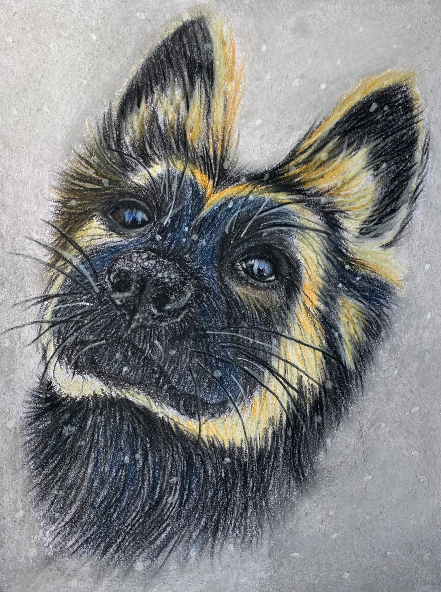Hand drawn pastel portrait of a german shepherd puppy with a winter snow background