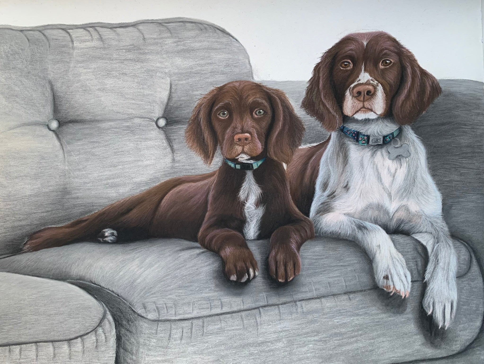 Pastel drawing of Liver and white springer spaniel and chocolate cocker spaniel laying on grey couch