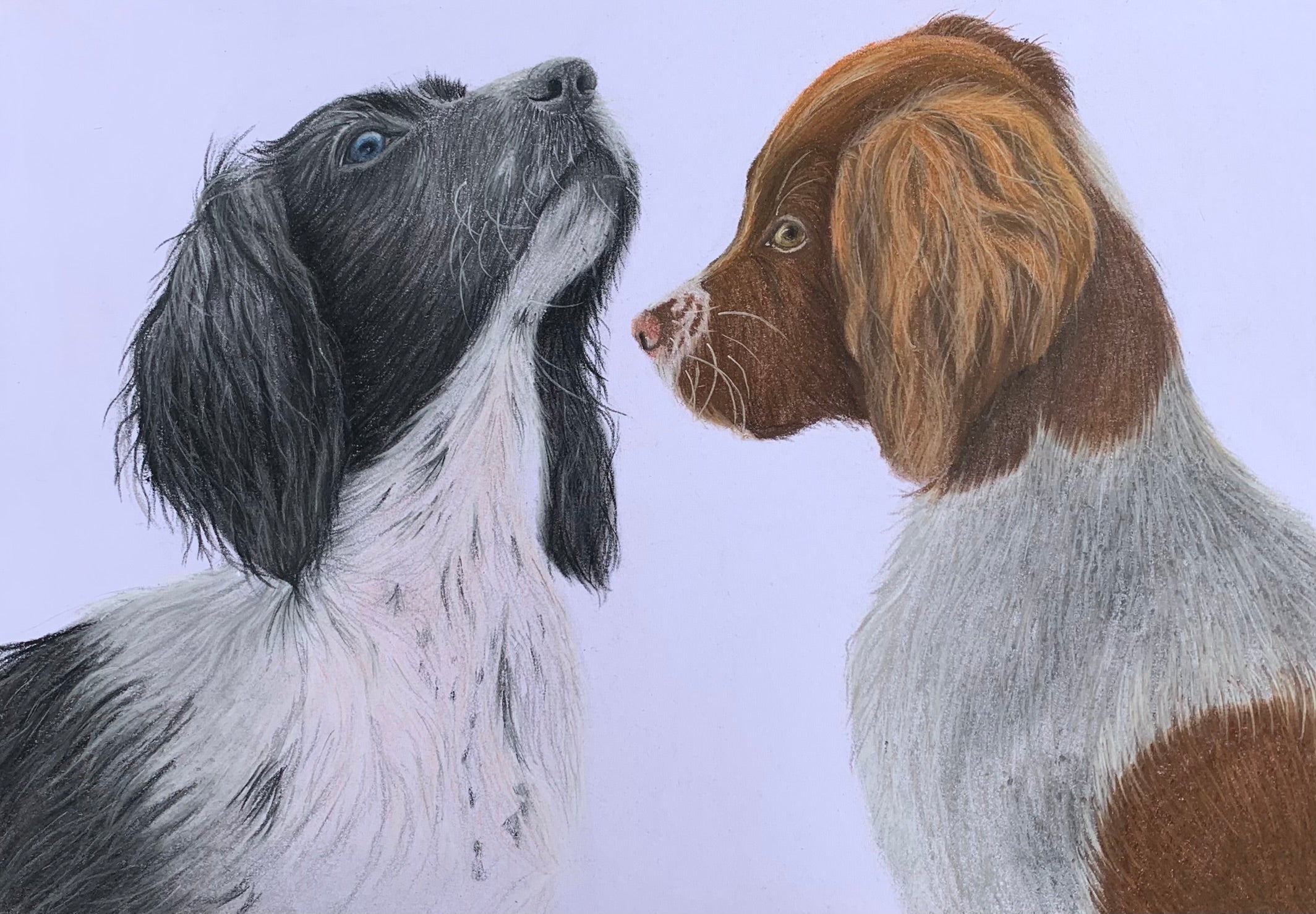 Hand drawn pastel portrait of black and white sprocker and liver and white springer spaniel puppies