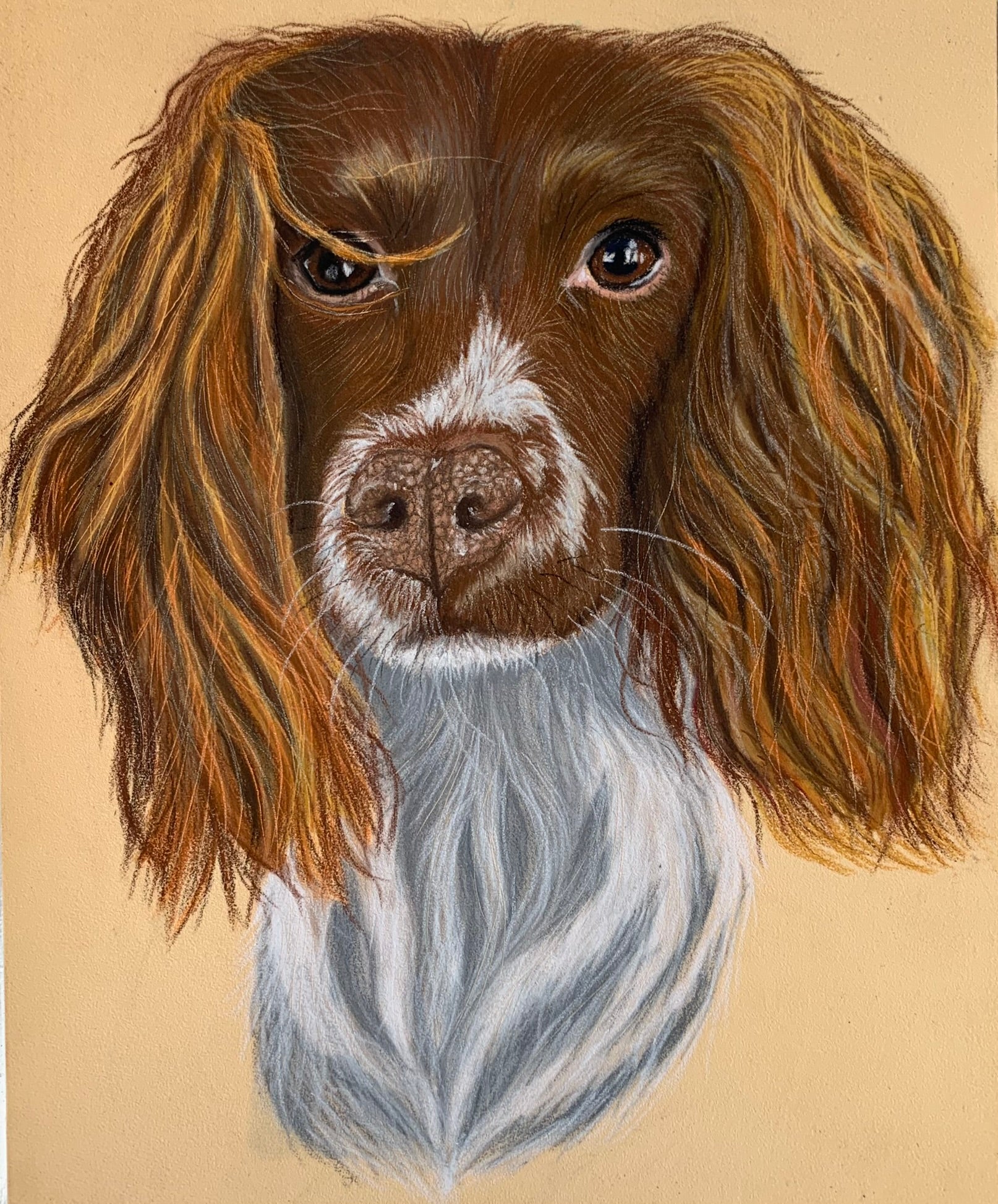 Pastel pet drawing of liver and white springer spaniel