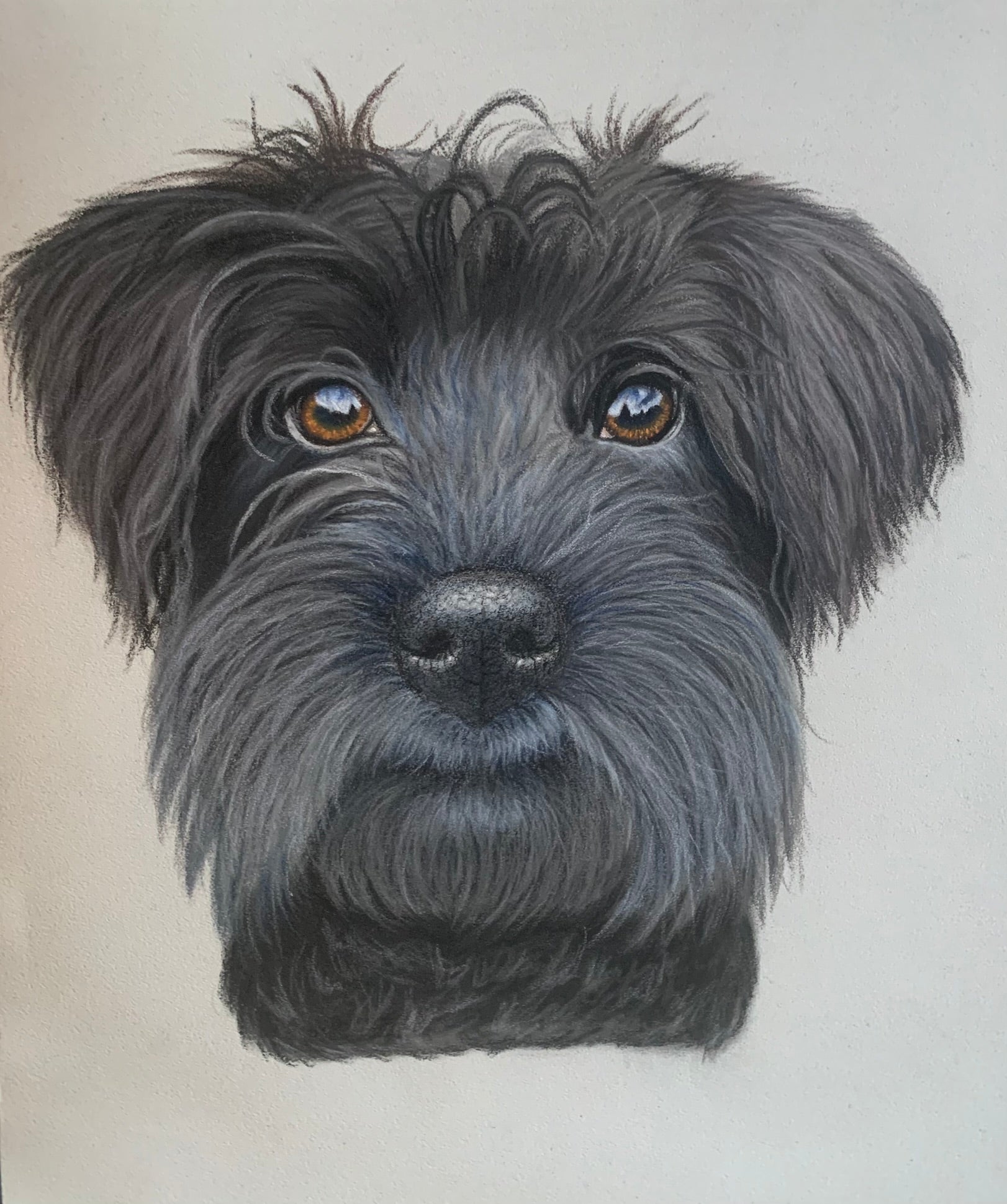 Black scruffy terrier drawing, pastel pet portrait