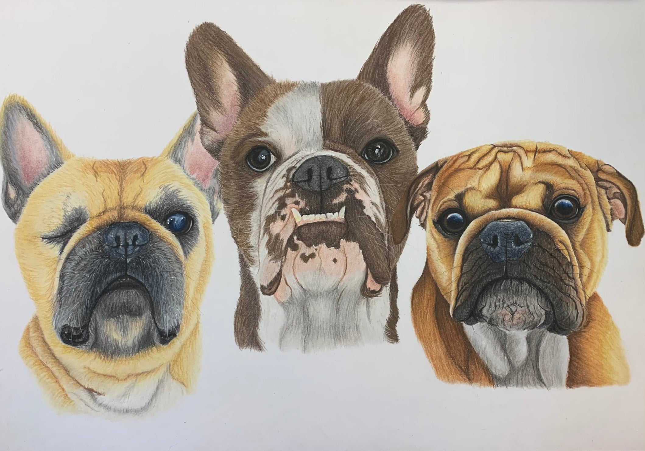 Hand drawn pastel portrait of two french bulldogs and a red english bulldog