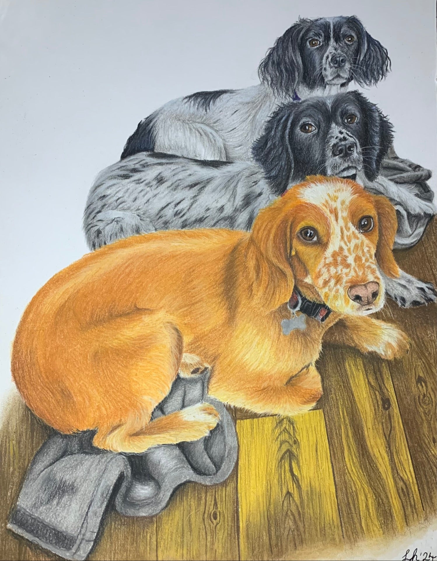 Hand drawn pastel painting of 2 black and white and 1 red springer spaniels laying on a grey blanket on hardwood floor