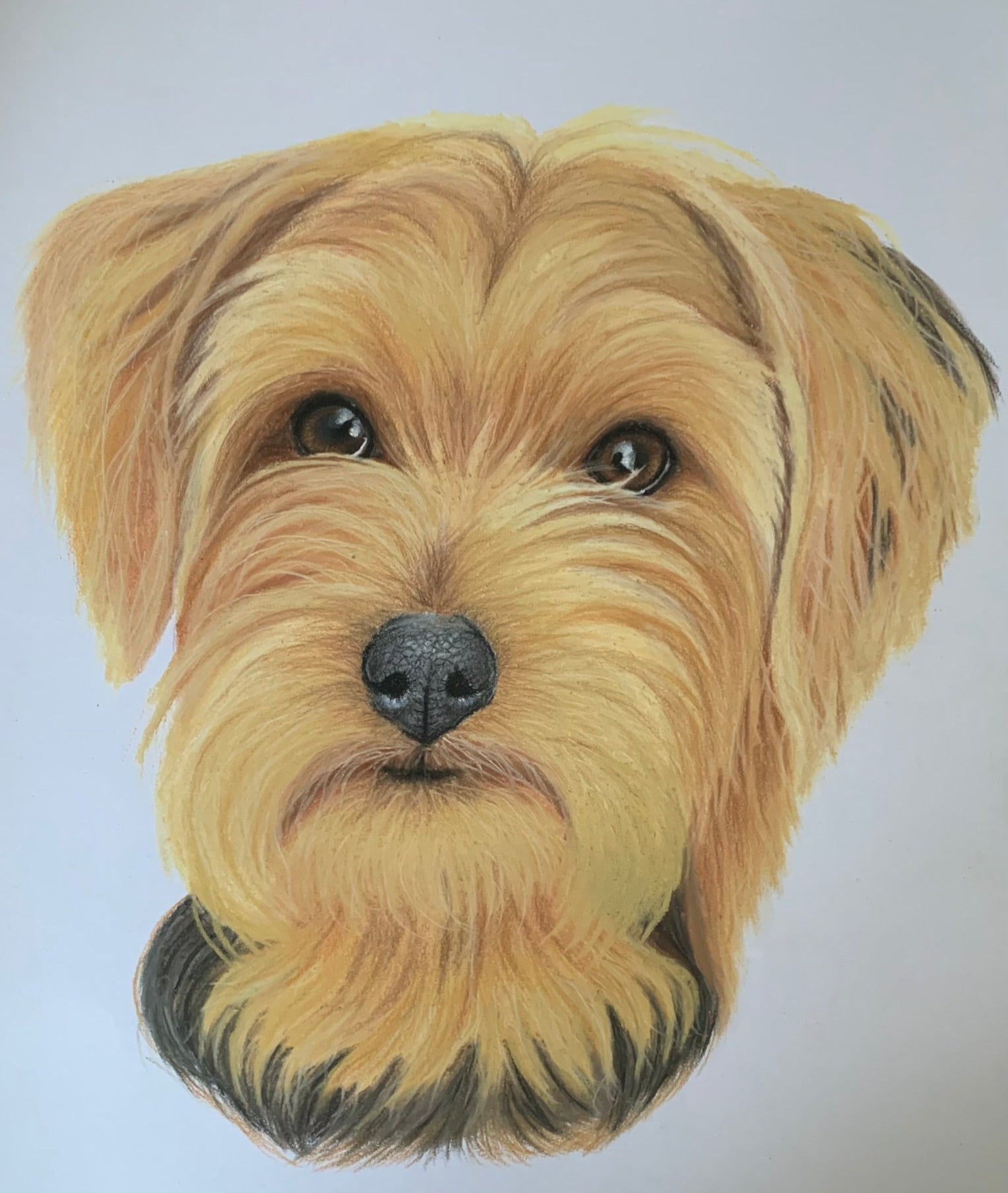 Pastel pet portrait of Yorkshire Terrier hand drawn