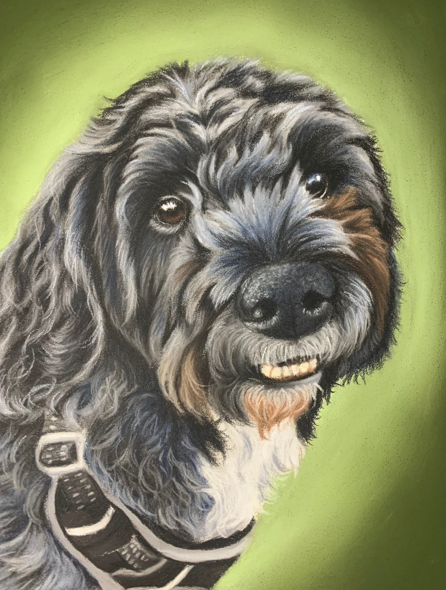 pastel pet portrait drawing of a black cockapoo