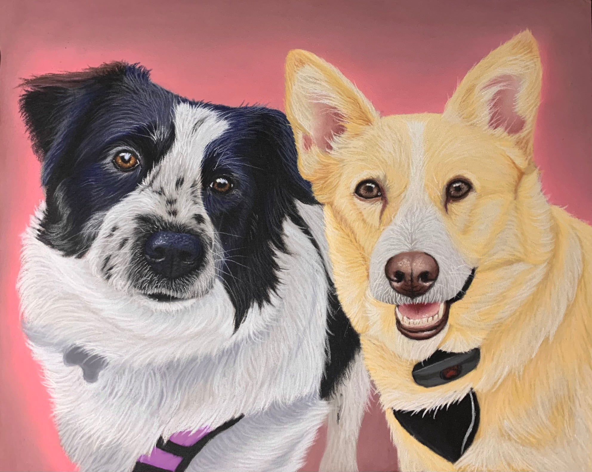 Double dog pastel portrait, one black and white and one tan on pink background