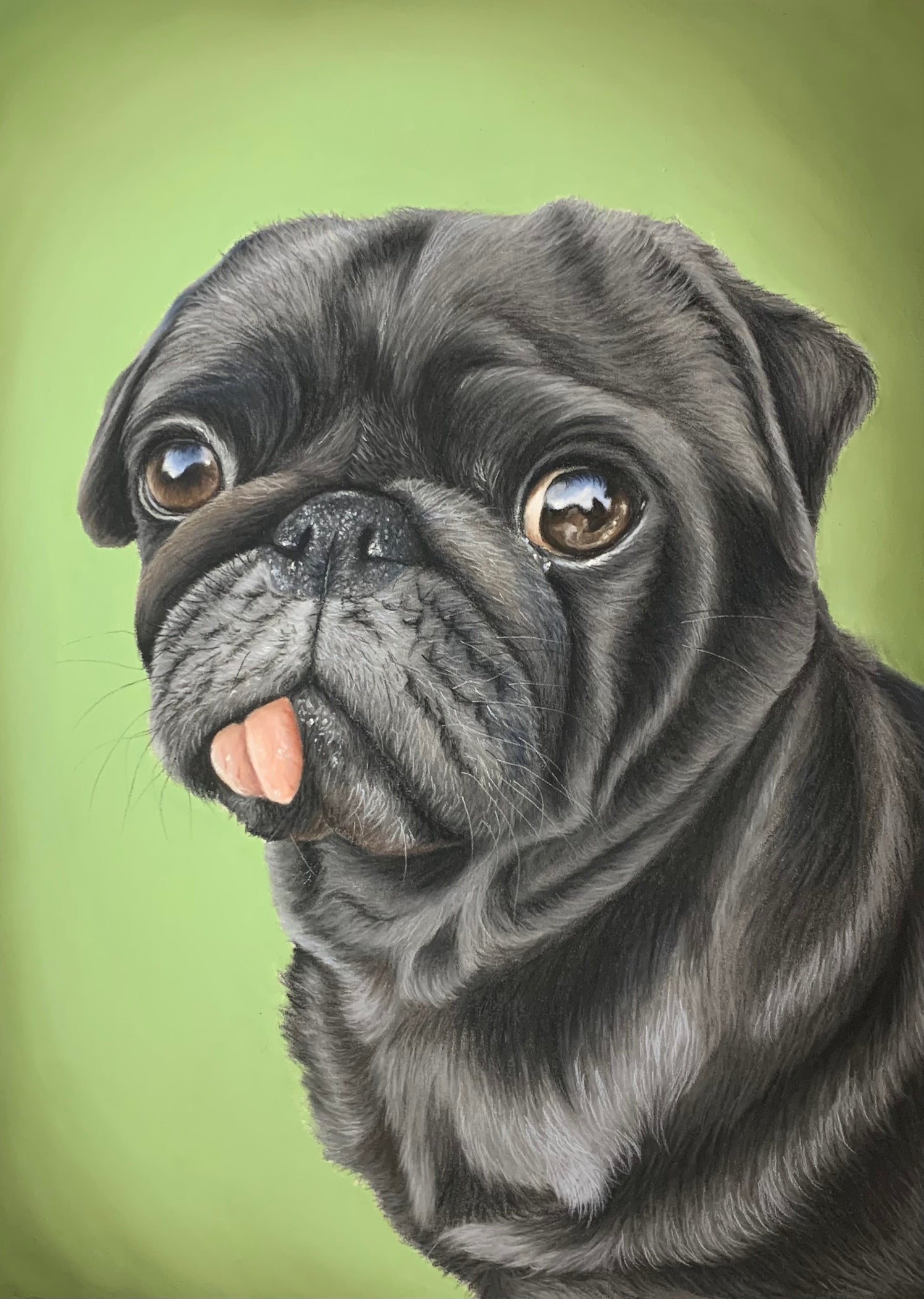 pastel drawing of pug on a olive green background